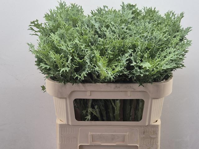 Brassica Crane King 70cm