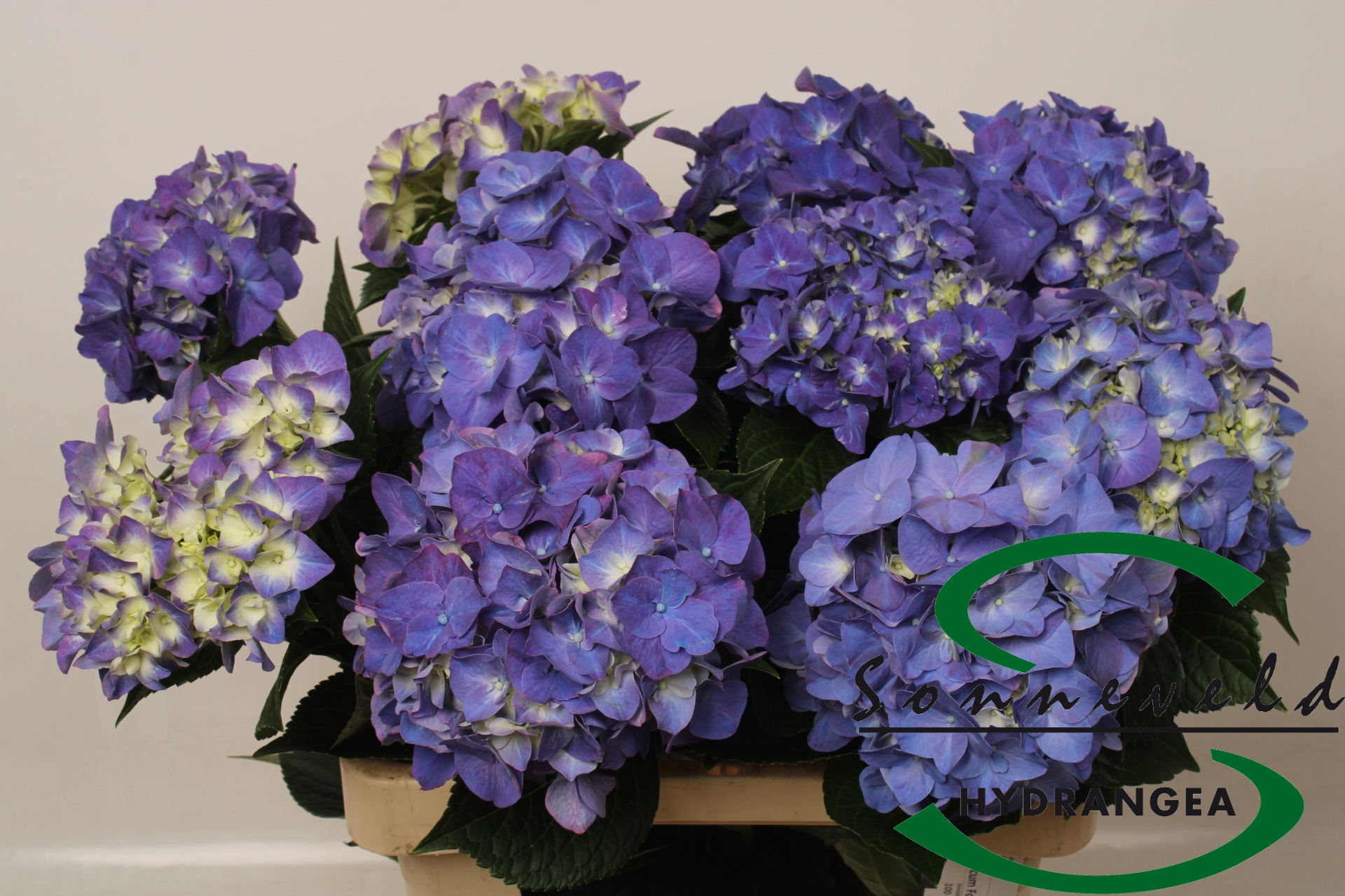 Hydrangea Rodeo Purple 60cm 16Ø