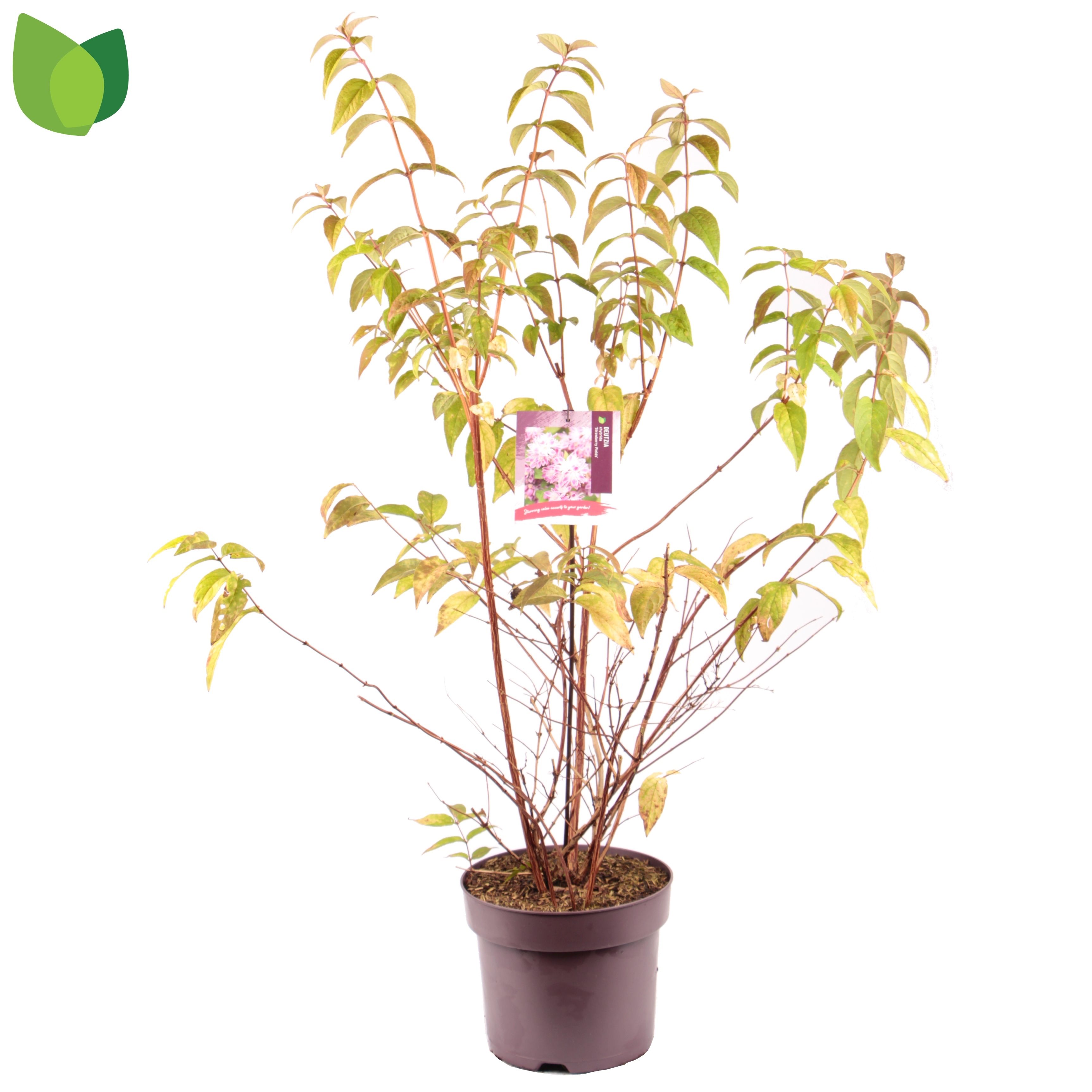 Deutzia hybrida 'Strawberry Fields'