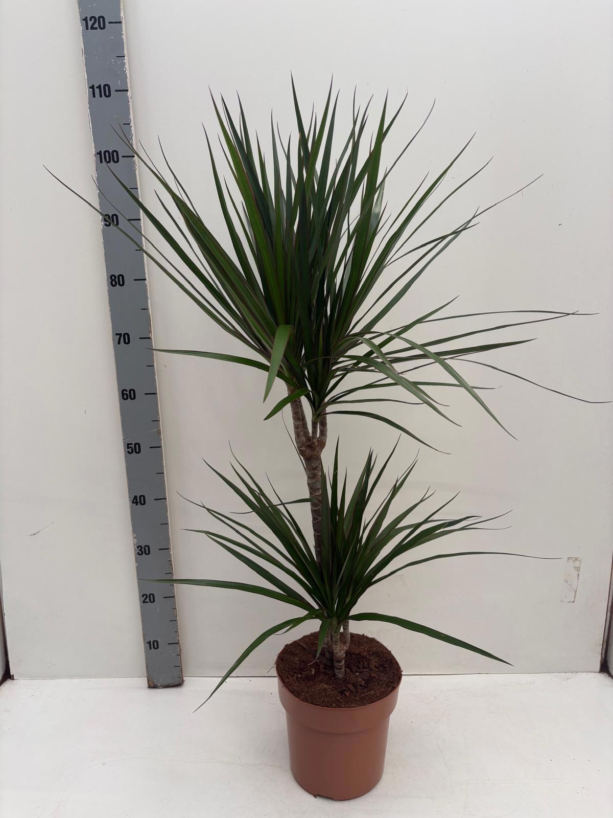 Dra Marginata 21P 100H 2stek 3kop