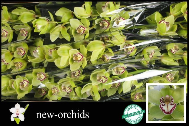 Cymbidium Robin Hood 8/11bl