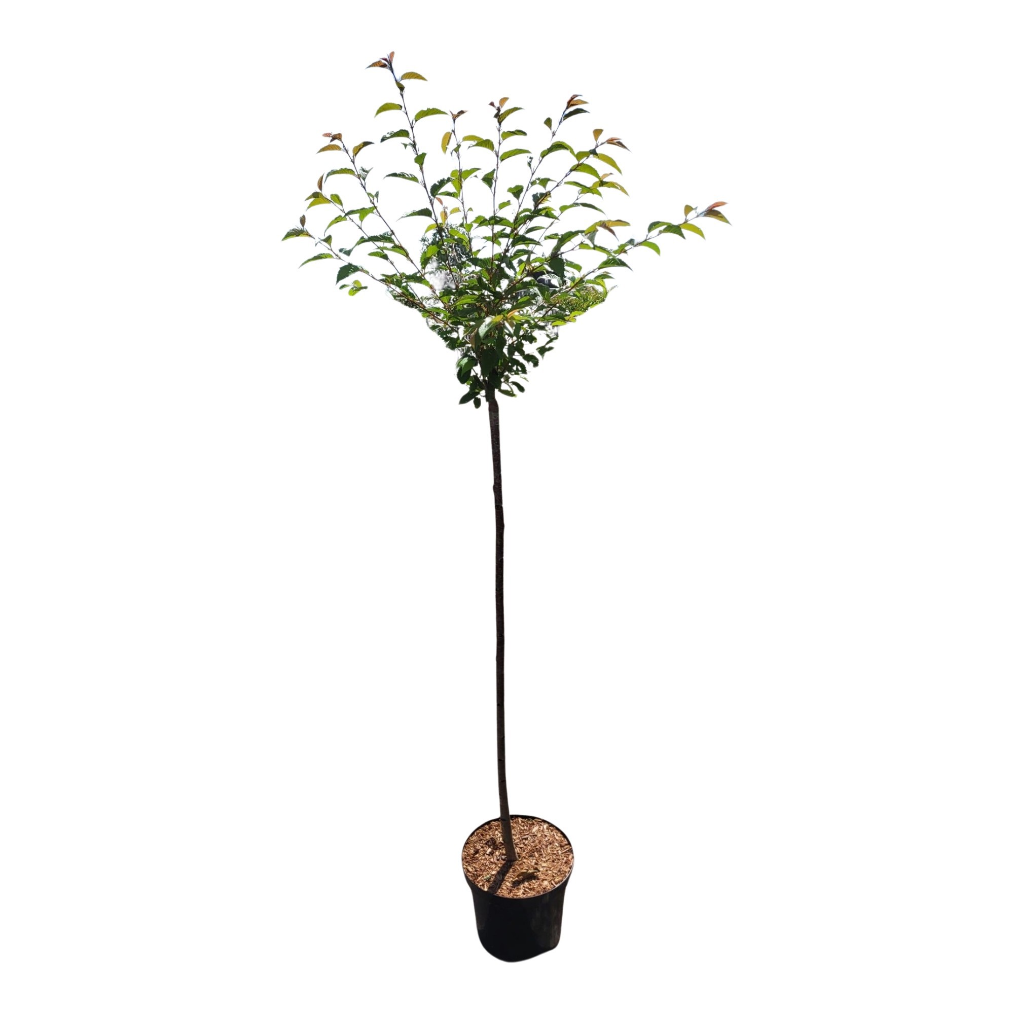 Prunus 'Okame' stam