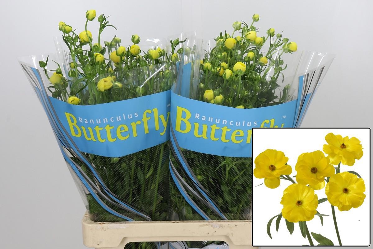 Ranunculus Butterfly Phytalo 70cm