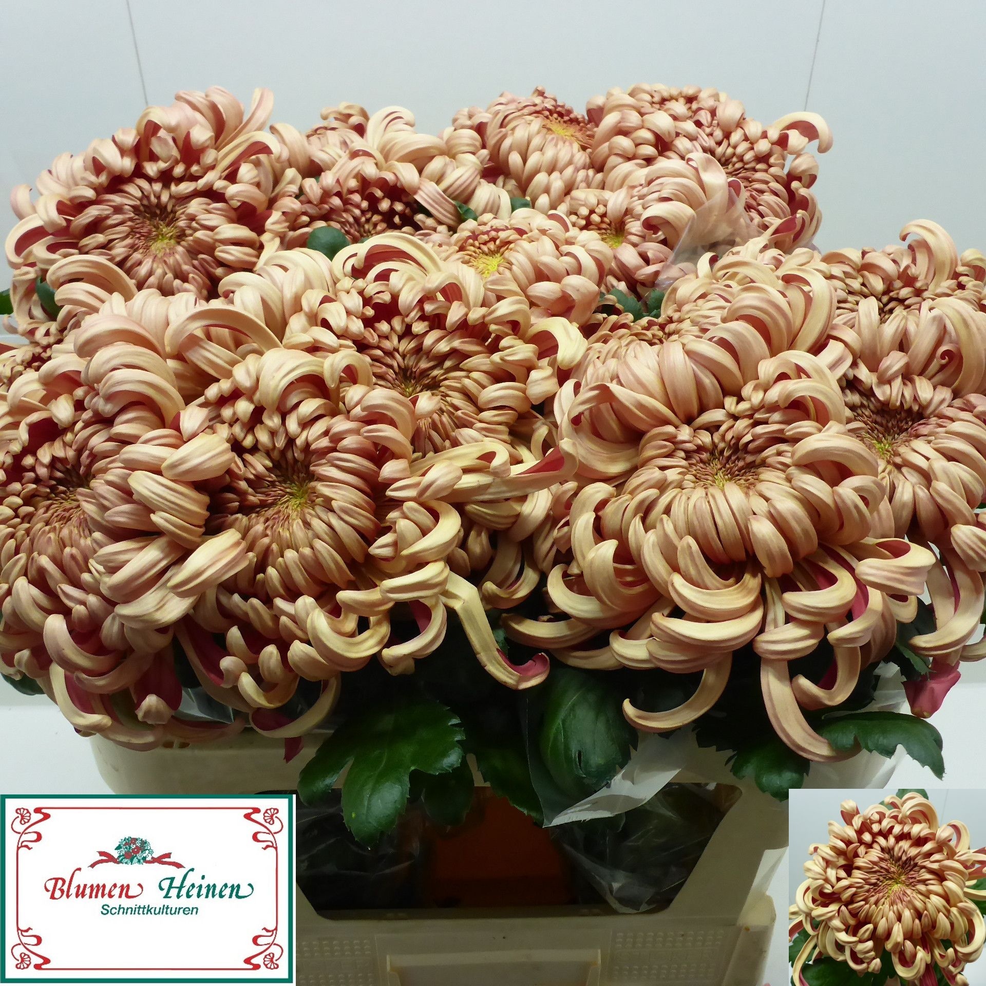 Chrys Single Vienna Copper 70cm 130gram