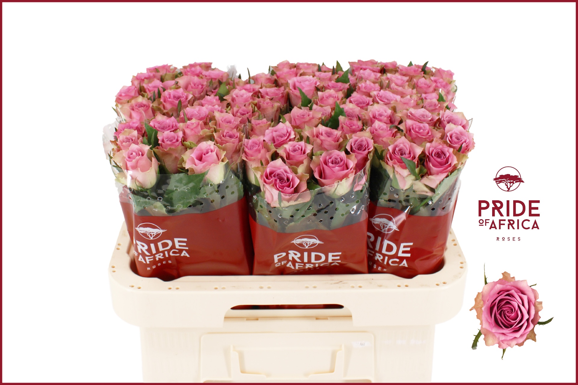 Rosa Flirt 60cm
