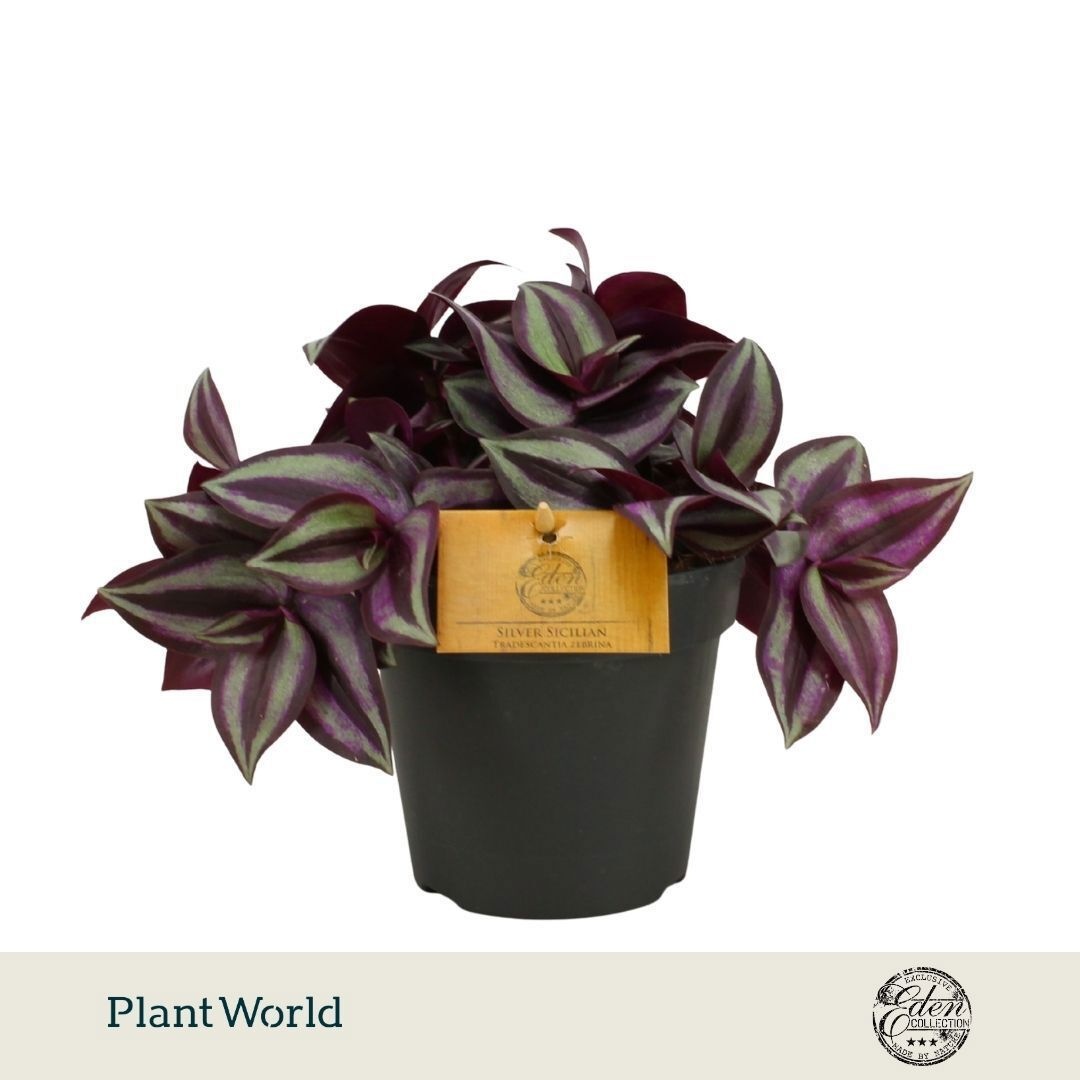 Tradescantia zebrina