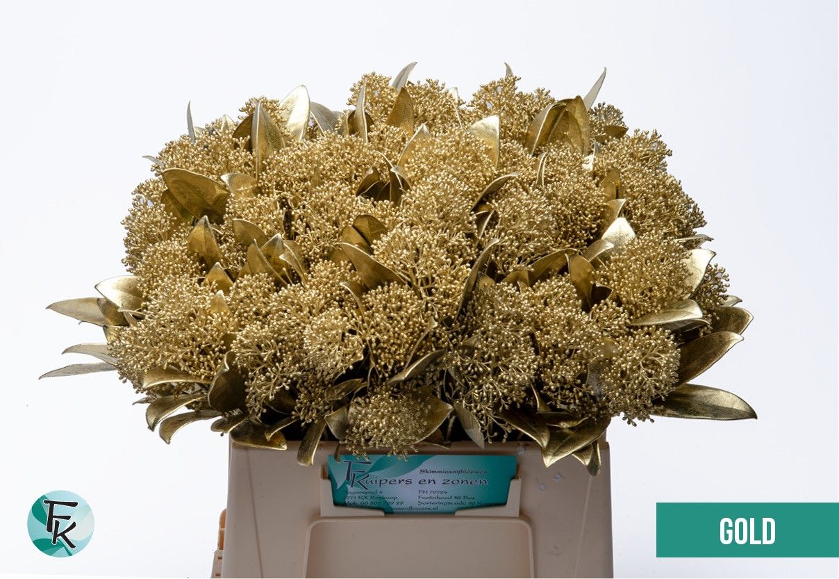 Skimmia Painted 45cm