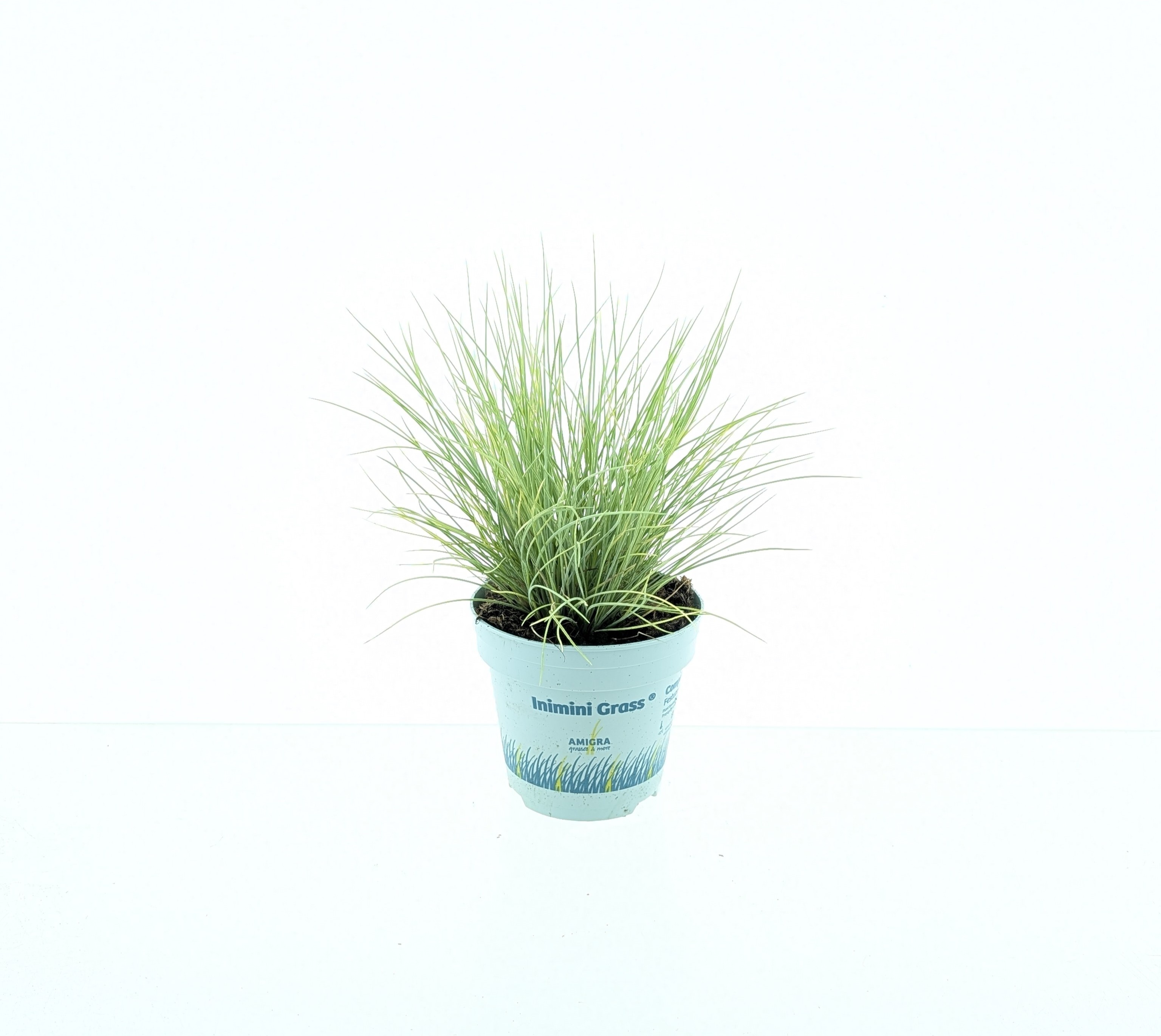 Picture of Festuca glauca AmiGold®