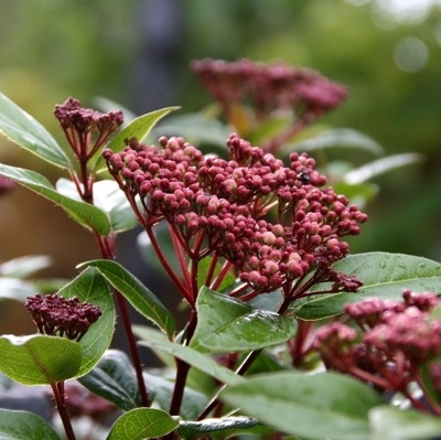 Picture of Viburnum tinus Spirit ('Anvi'PBR)