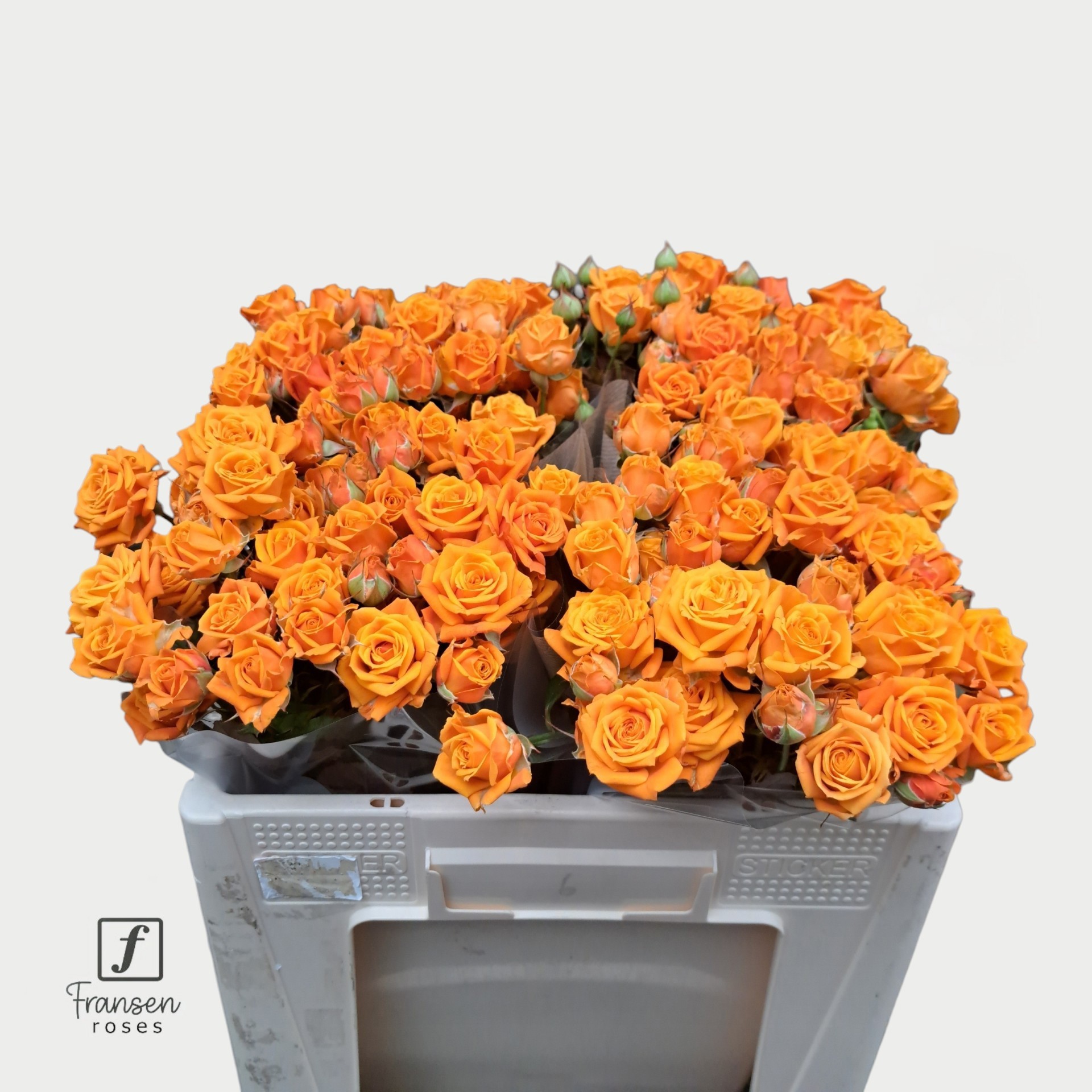 R Tr Orange Queen