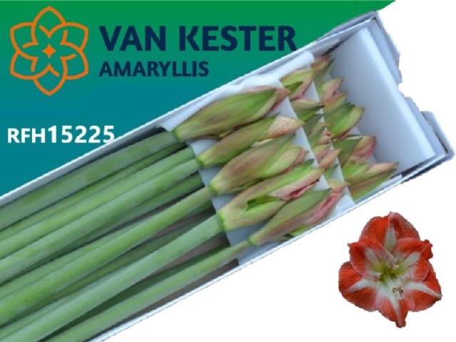 Hippeastrum Minerva 4bl