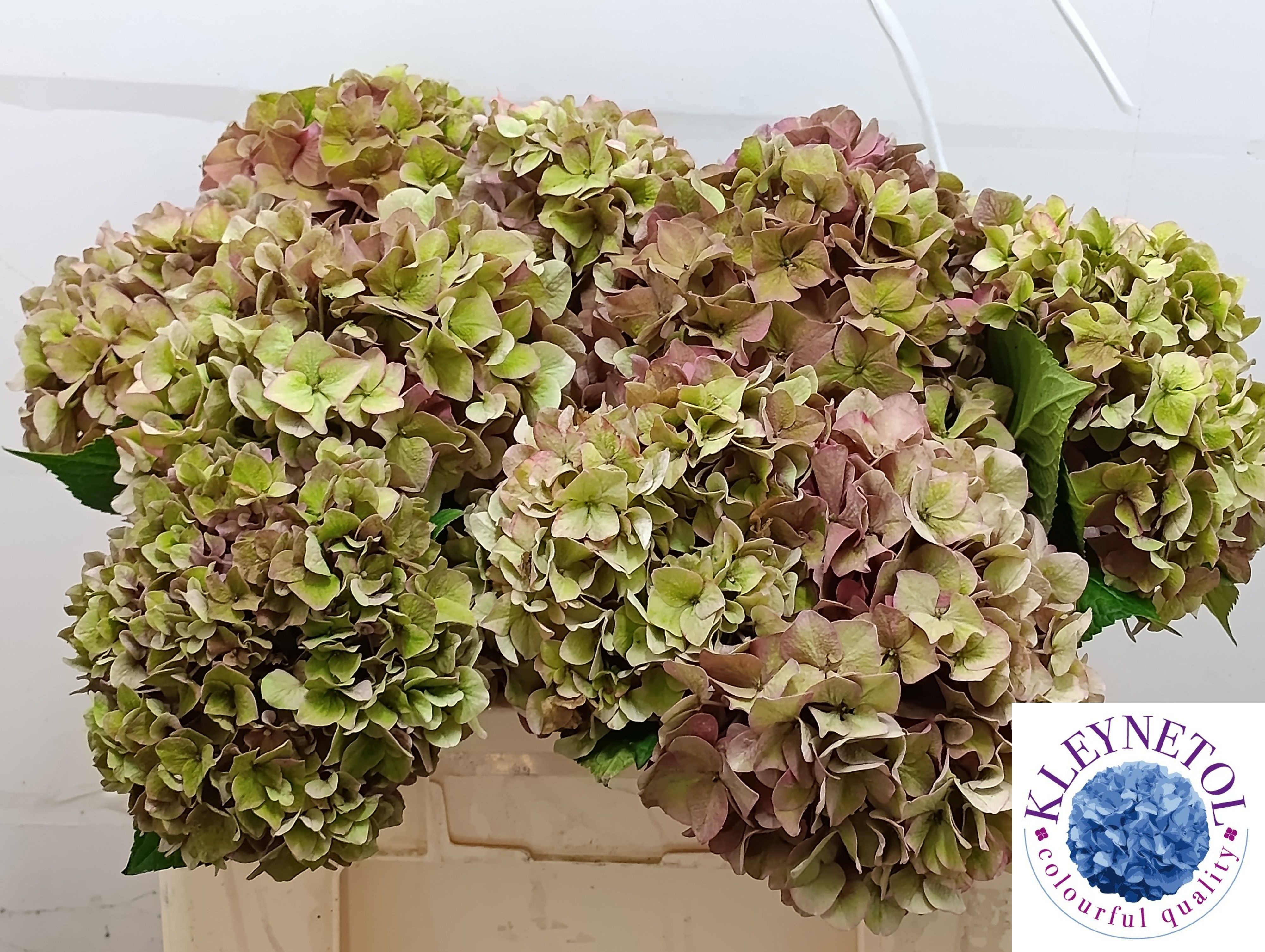 Hydrangea Rodeo Classic Pink 50cm 19Ø