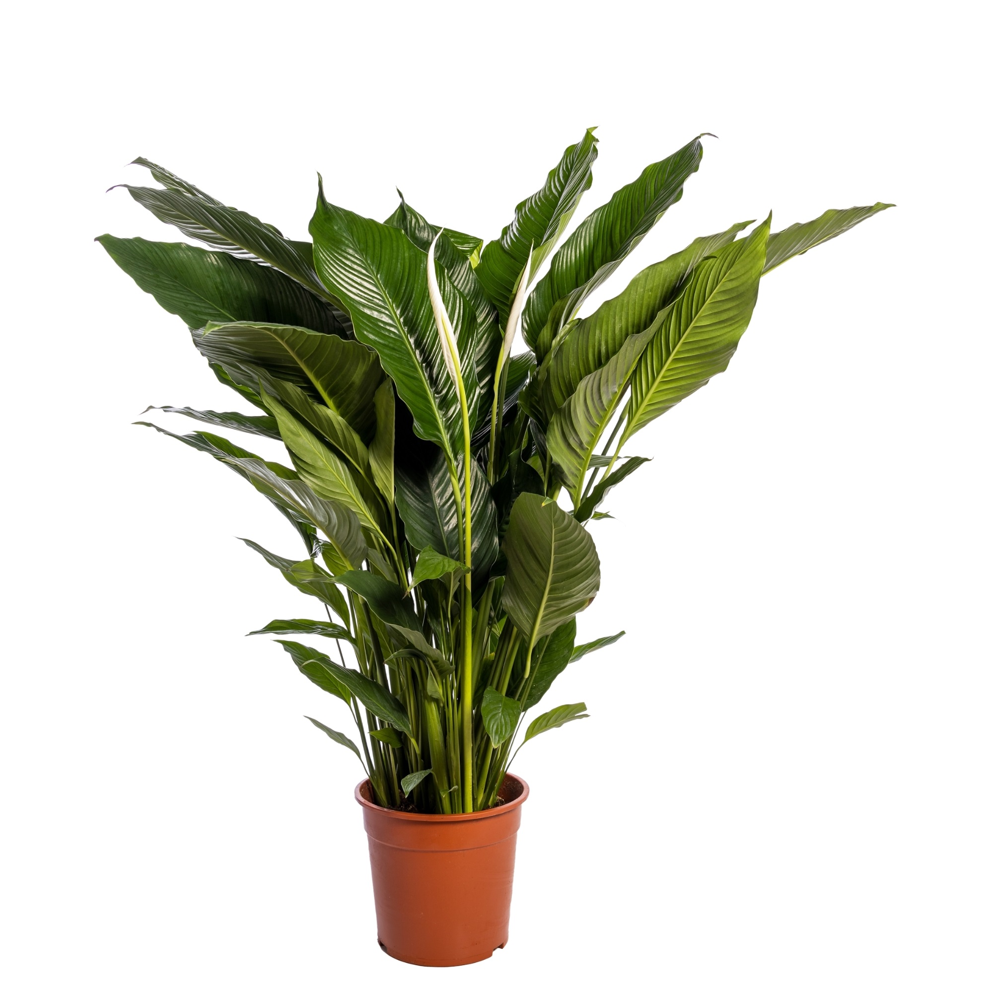 Picture of Spathiphyllum Sweet Sebastiano blanco sleeve P24 130CM