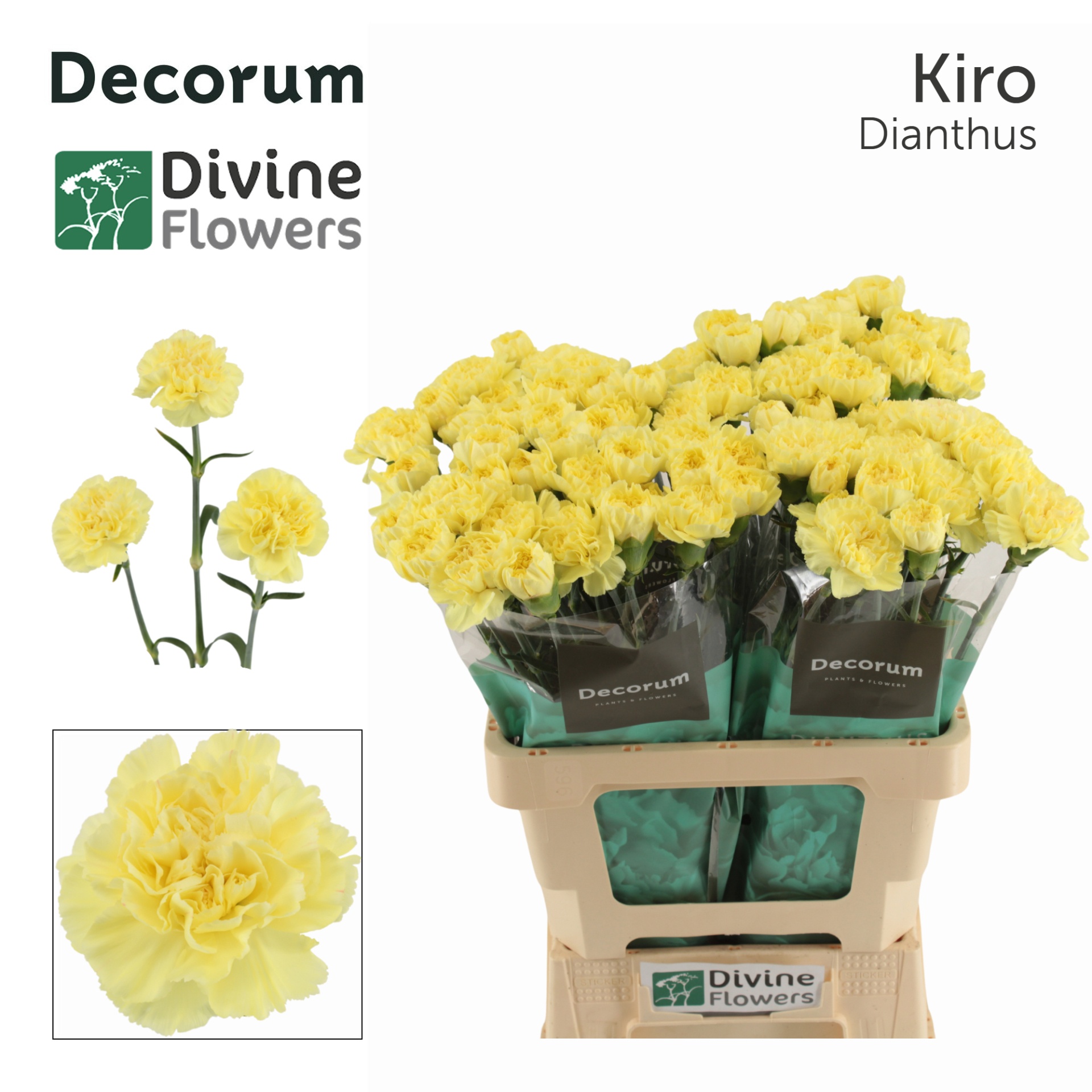 Dianthus St Kiro 60cm