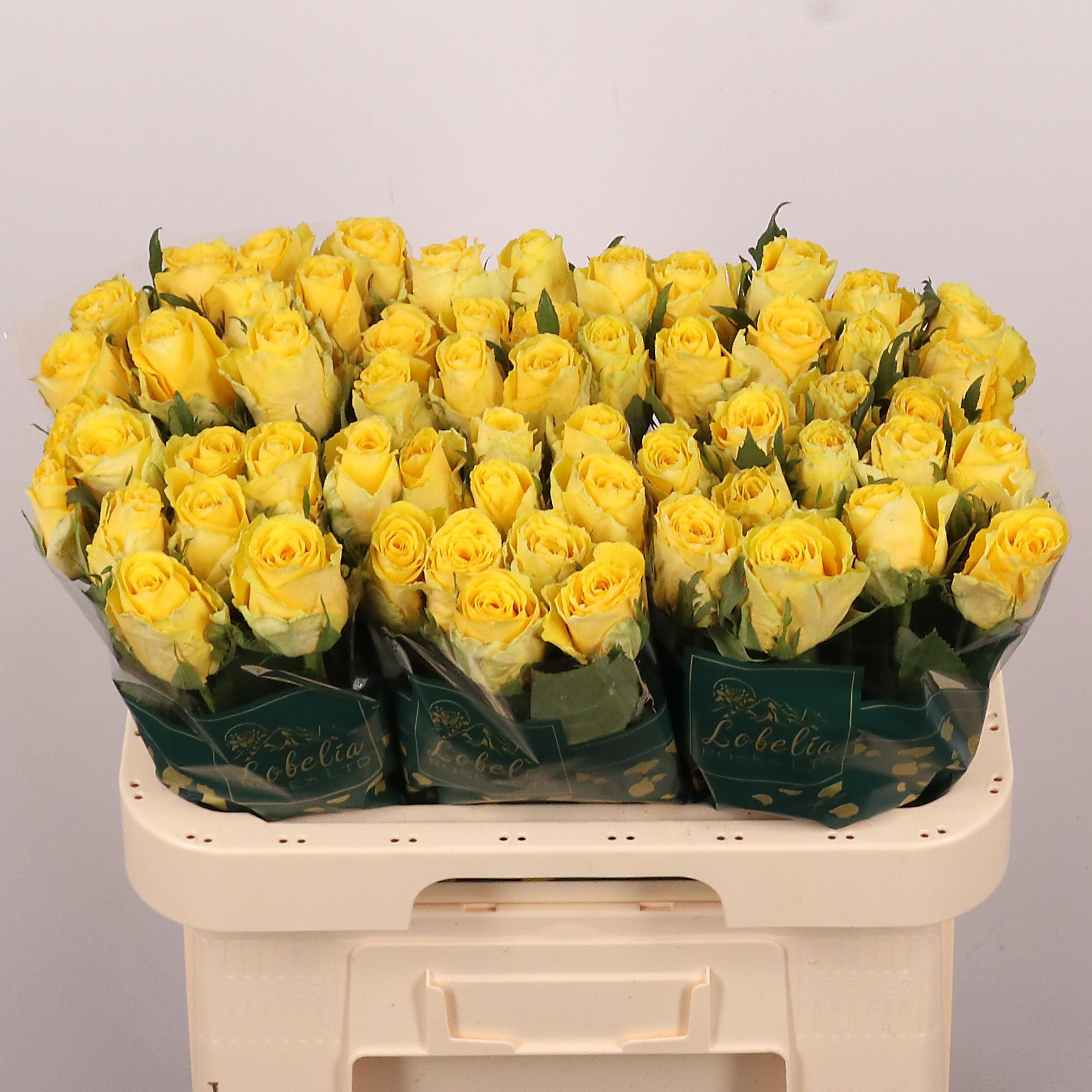 Rosa Good Times 60cm