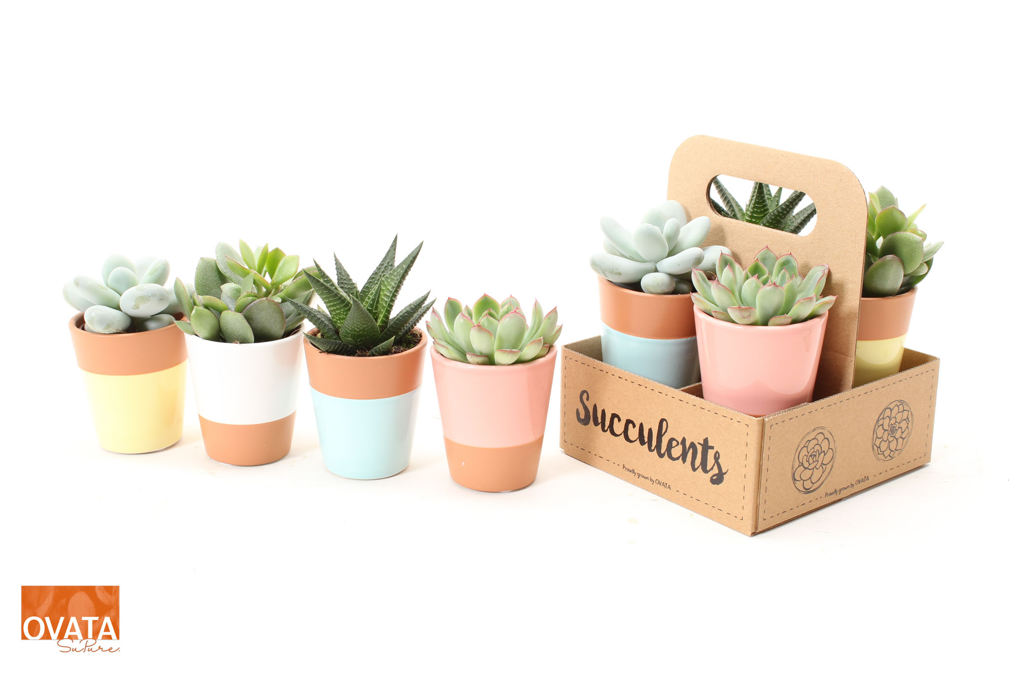 Picture of SuPure® - Succulent mix in The Box UK - NON CITES P6.5 17cm