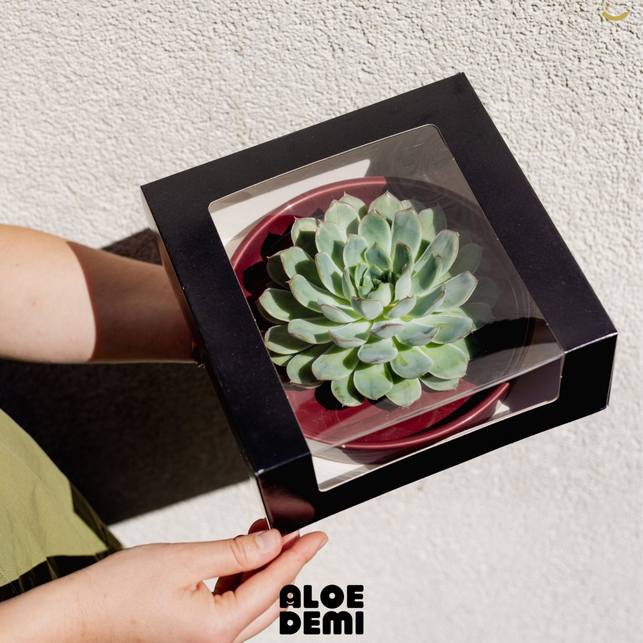 Vetplanten Arr 6% 21Ø 9cm