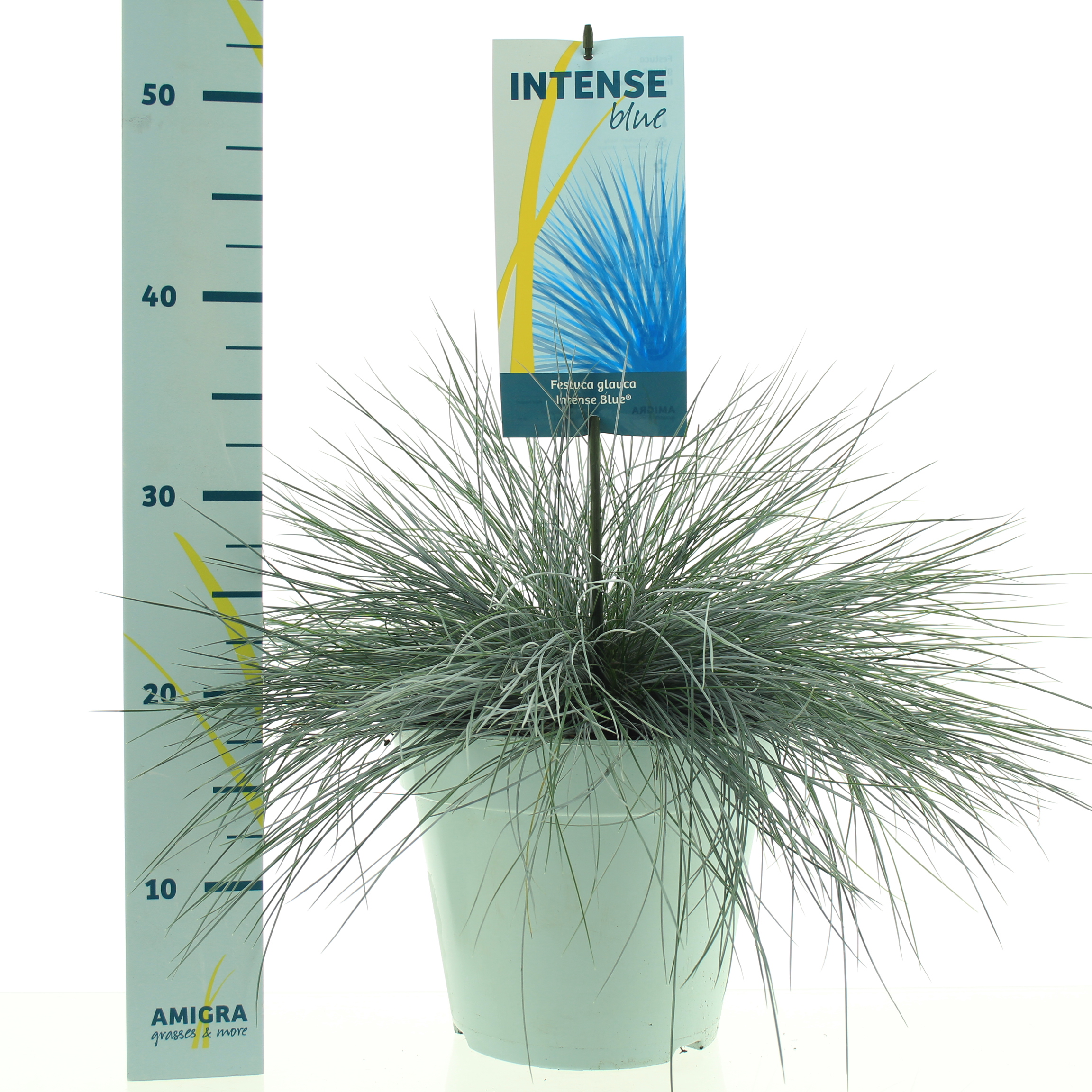 Picture of Festuca glauca Intense Blue®