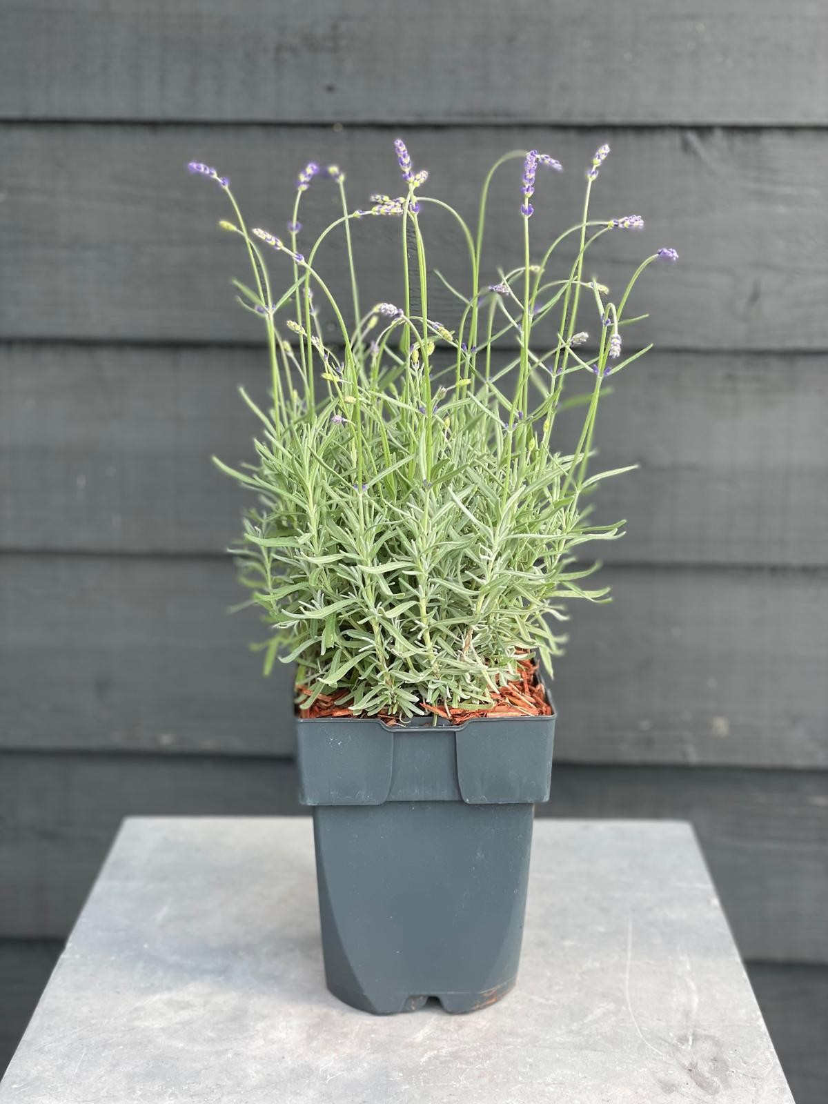 Picture of Lavandula angustifolia 'Hidcote' P17
