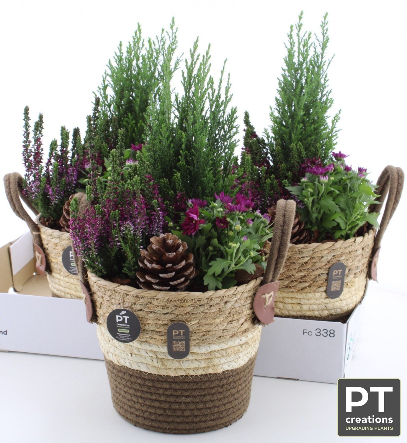 Arr Tuinplanten 21P 48cm 22bloei