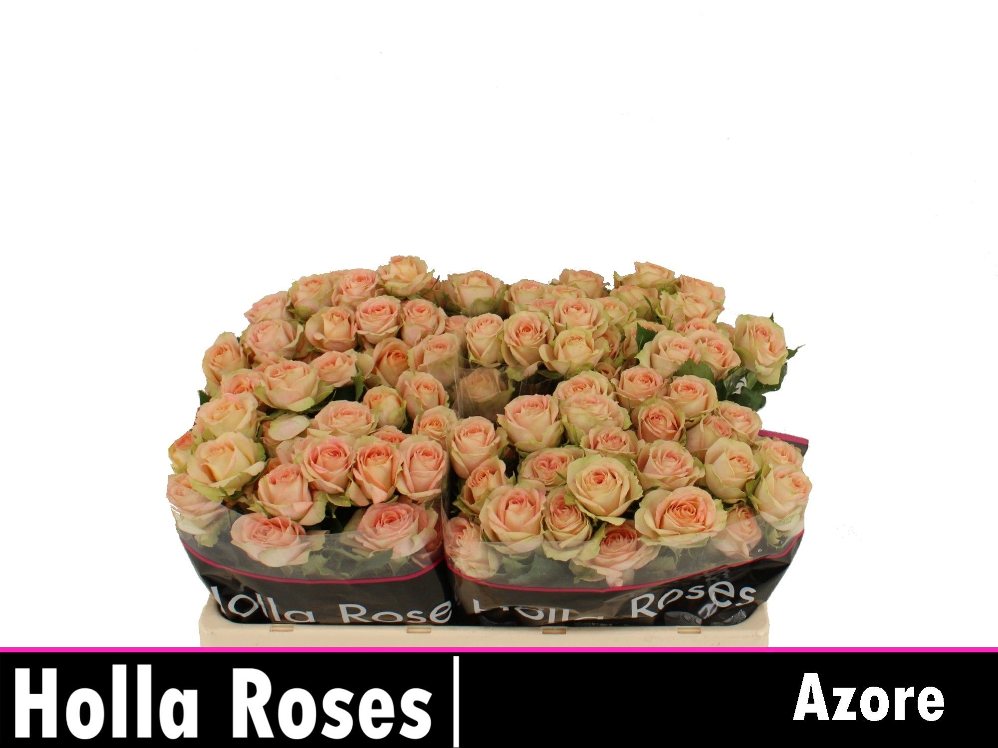 Rosa Spr Azore 50cm