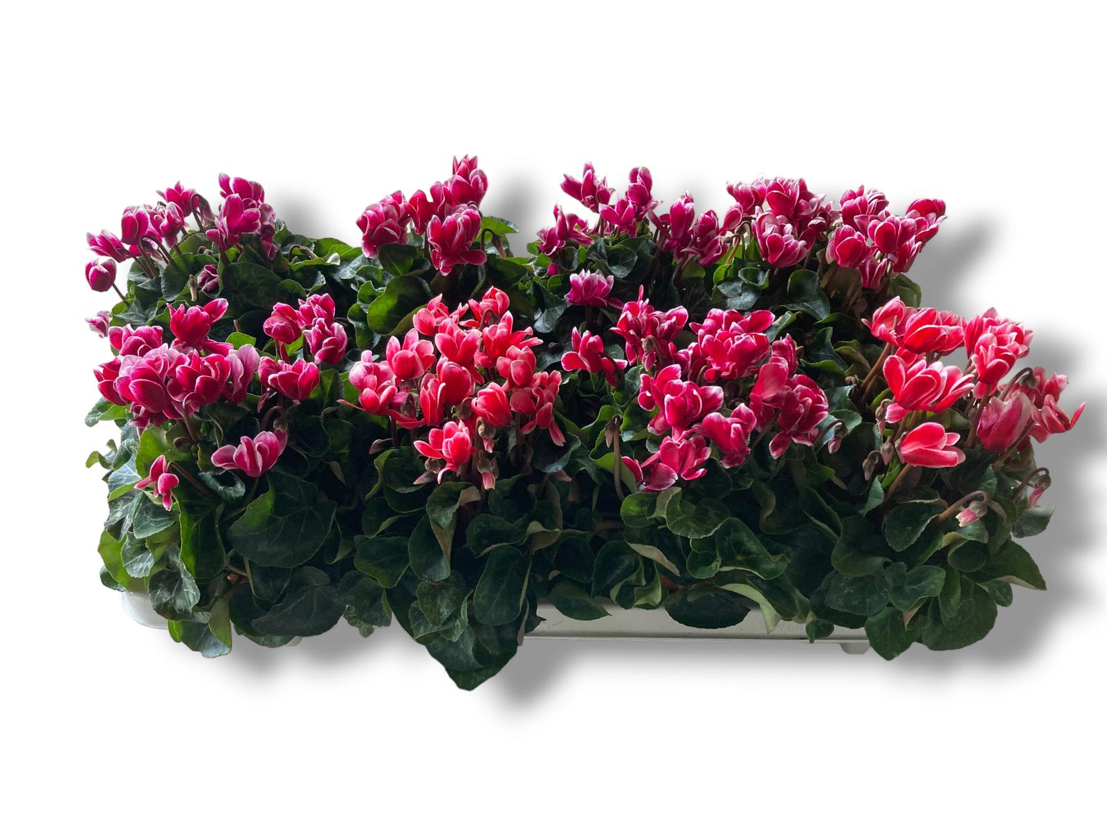 Picture of Cyclamen- FANTASIA in varieties P10.5 25CM