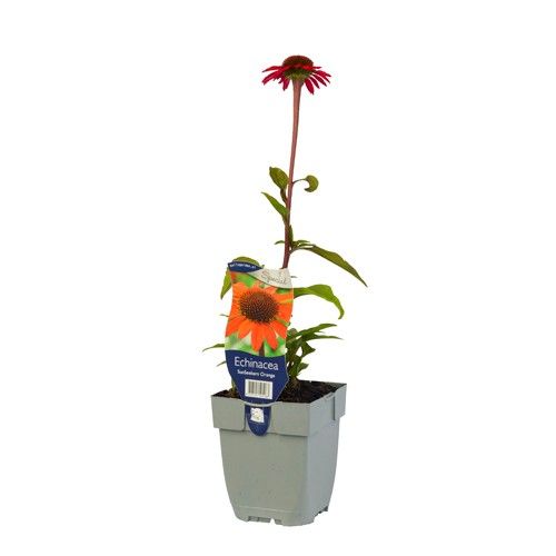 Echinacea SunSeekers Orange ('Apecssior')