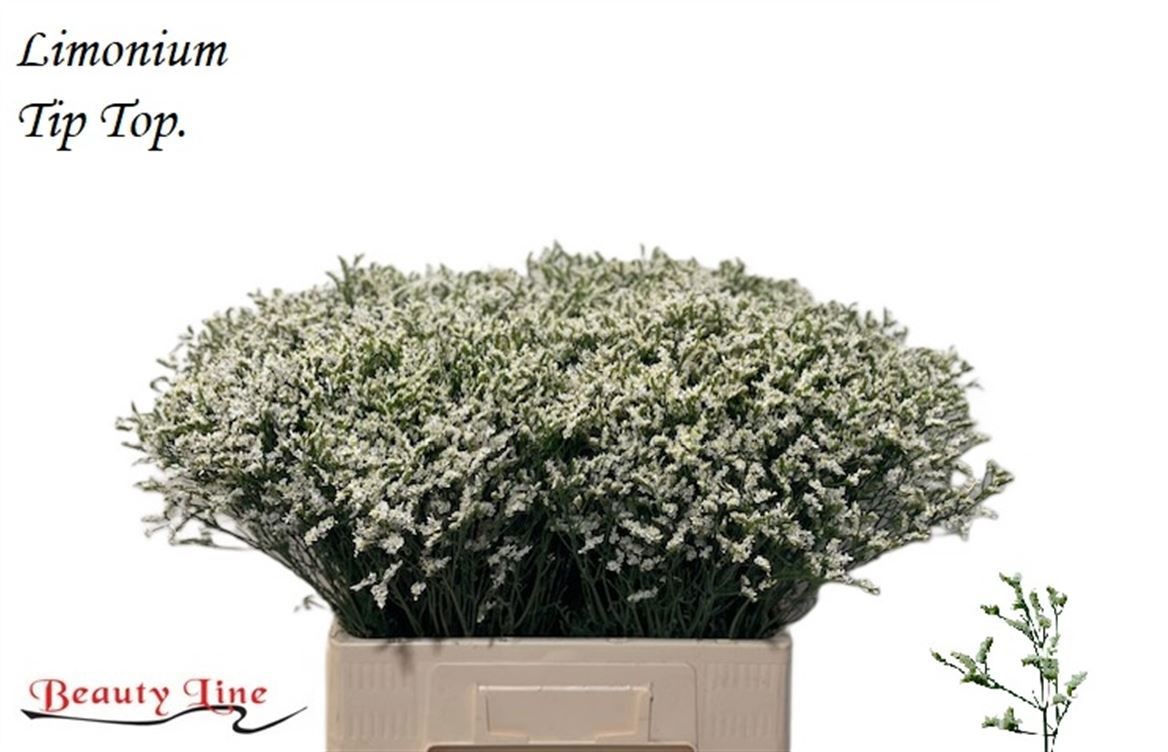 Limonium Tip Top 60cm 25gram