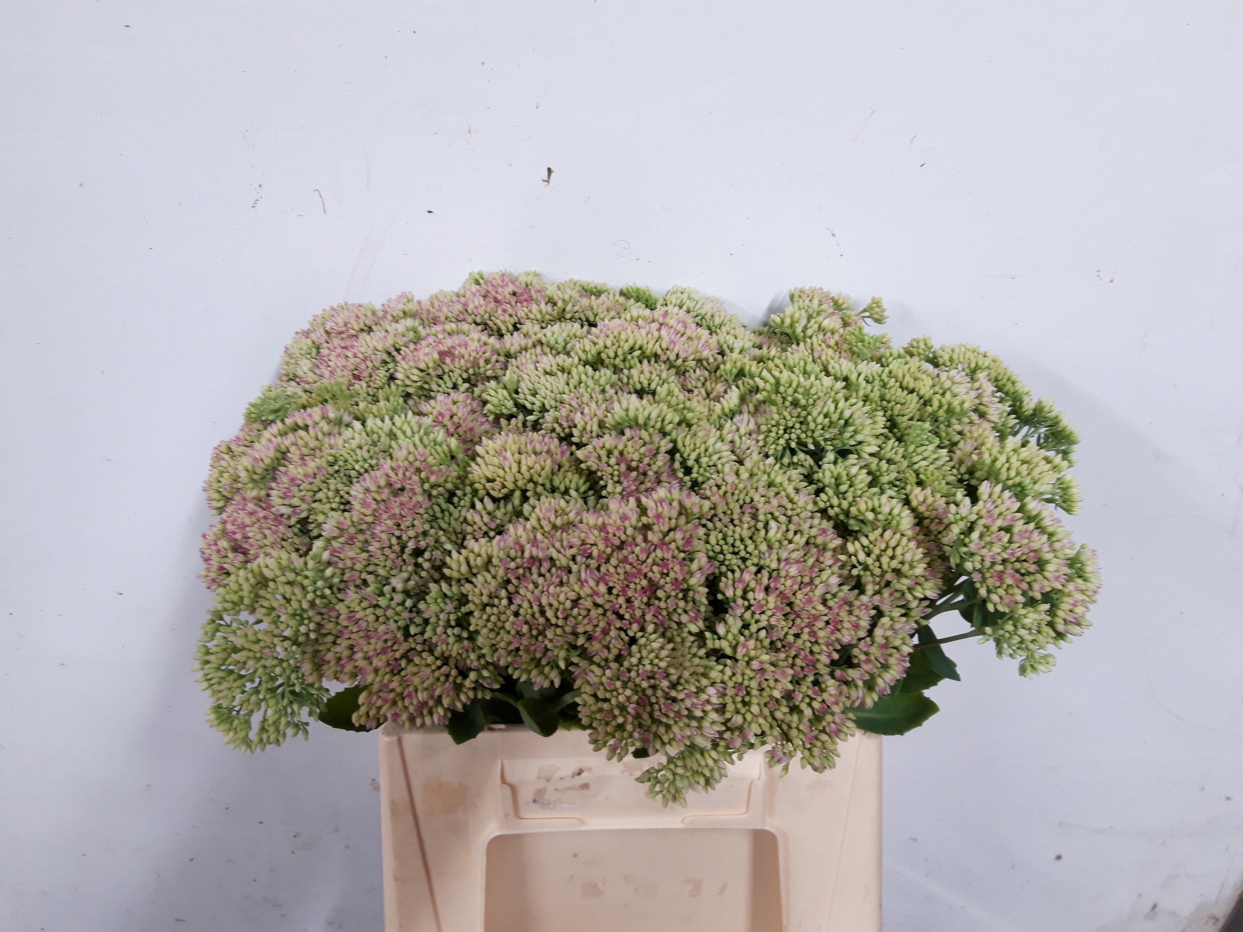 Sedum Spectabile