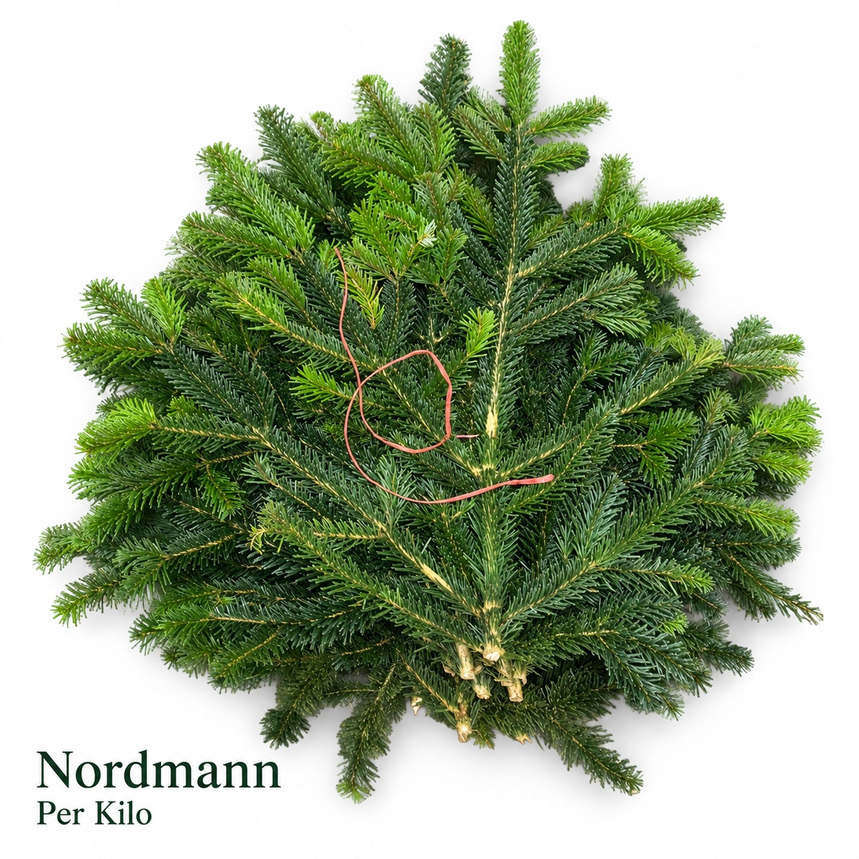 Abies Nordman Kilo 988gram