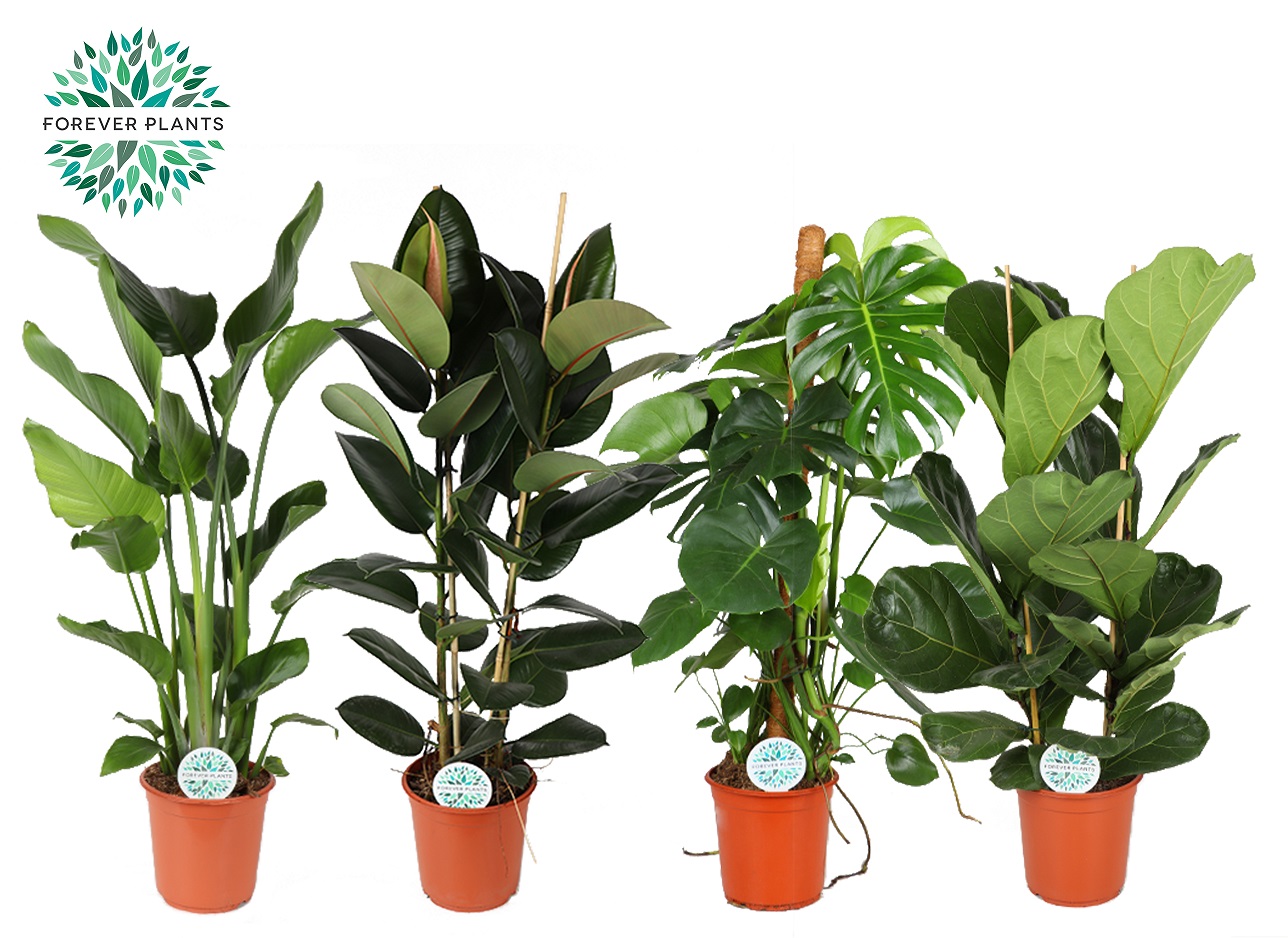 Picture of Houseplants Green Forrest P24 130CM