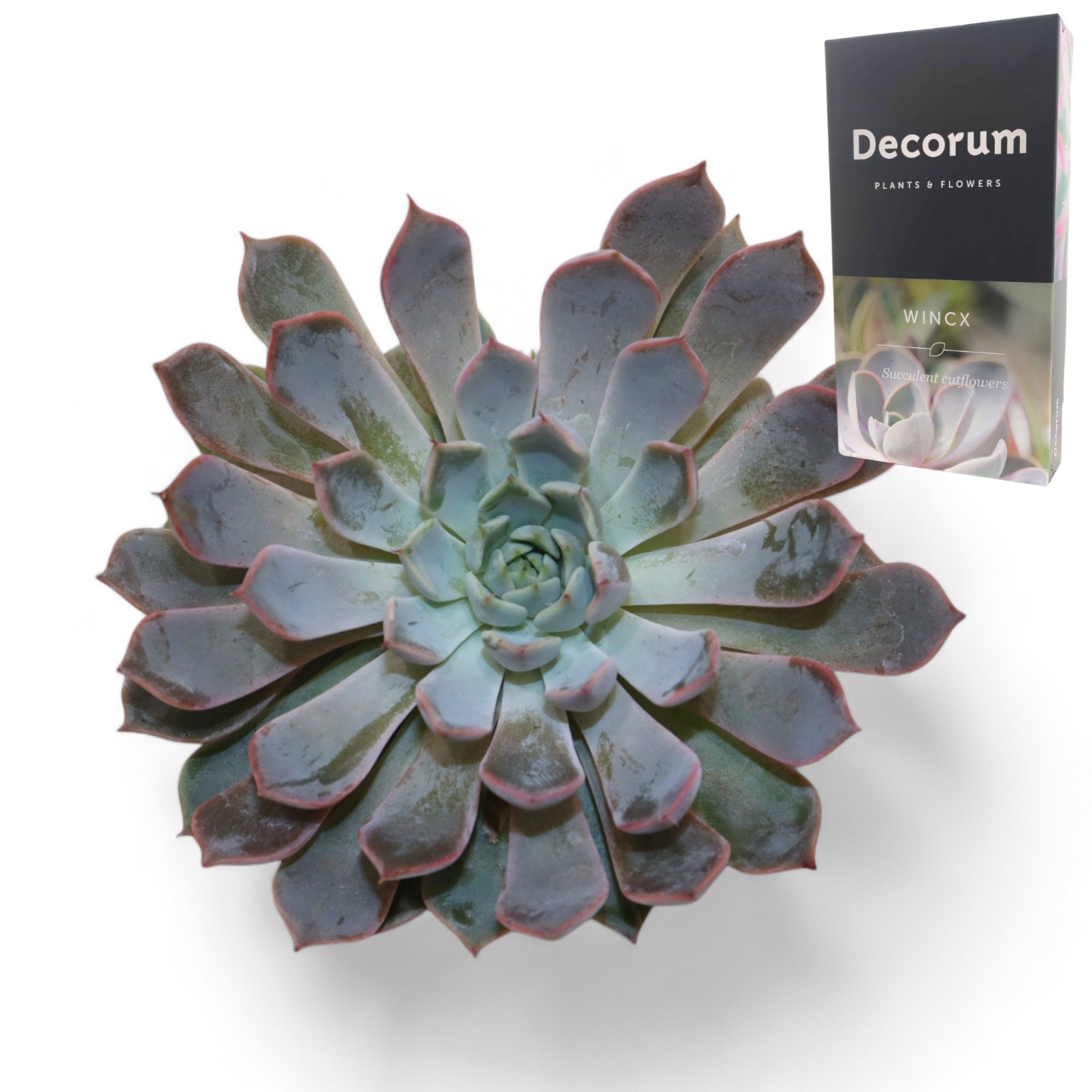 Echeveria Rosea Cutflower