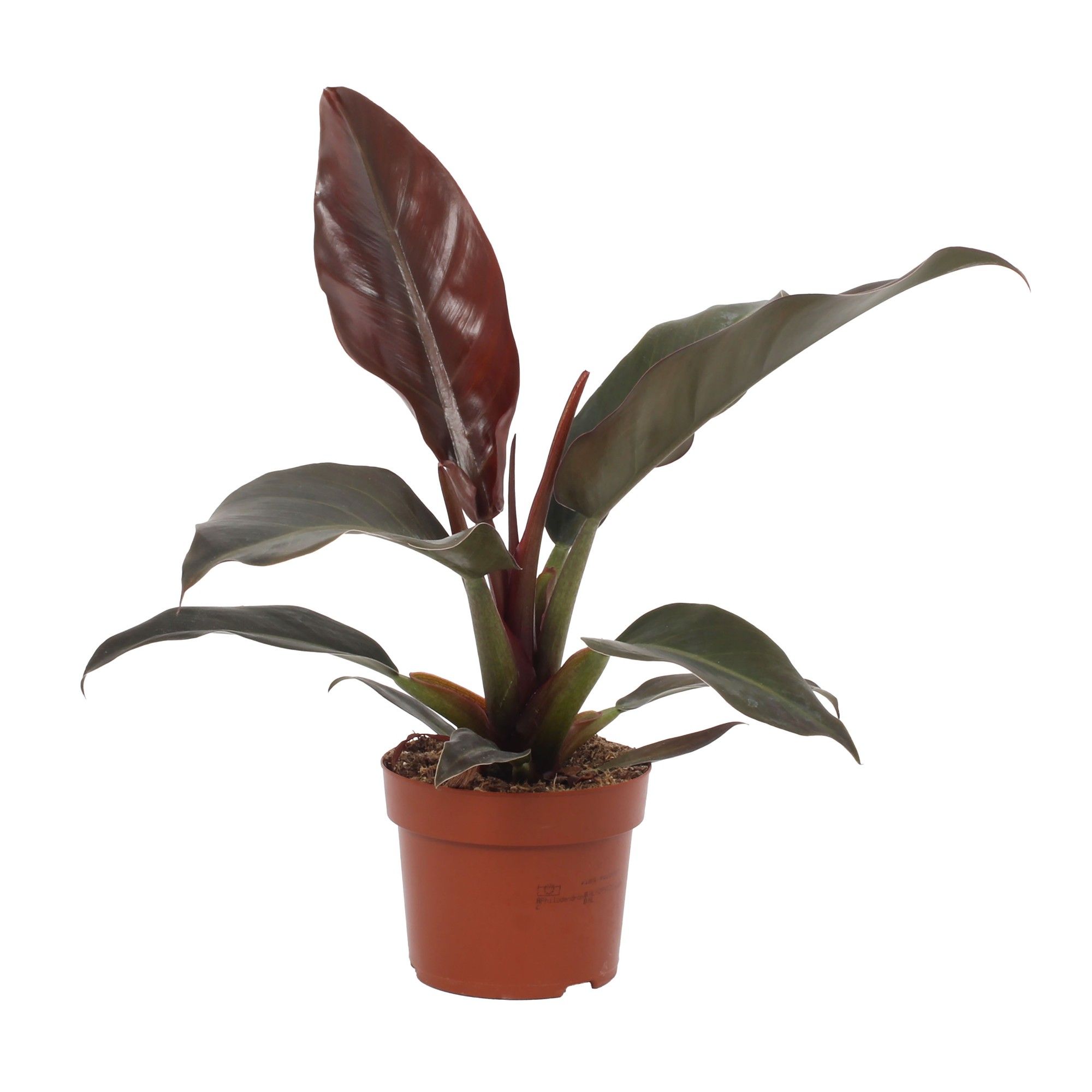 spider palm plant Spider Plant | Chlorophytum Comosum main image 0