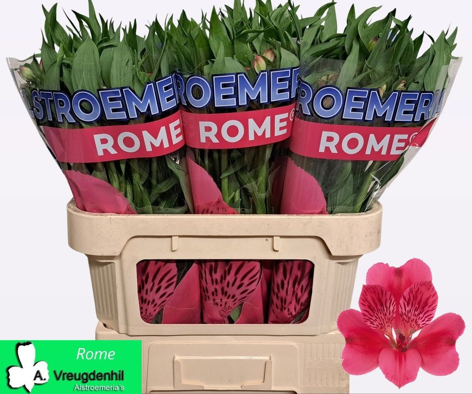 Alstr Rome