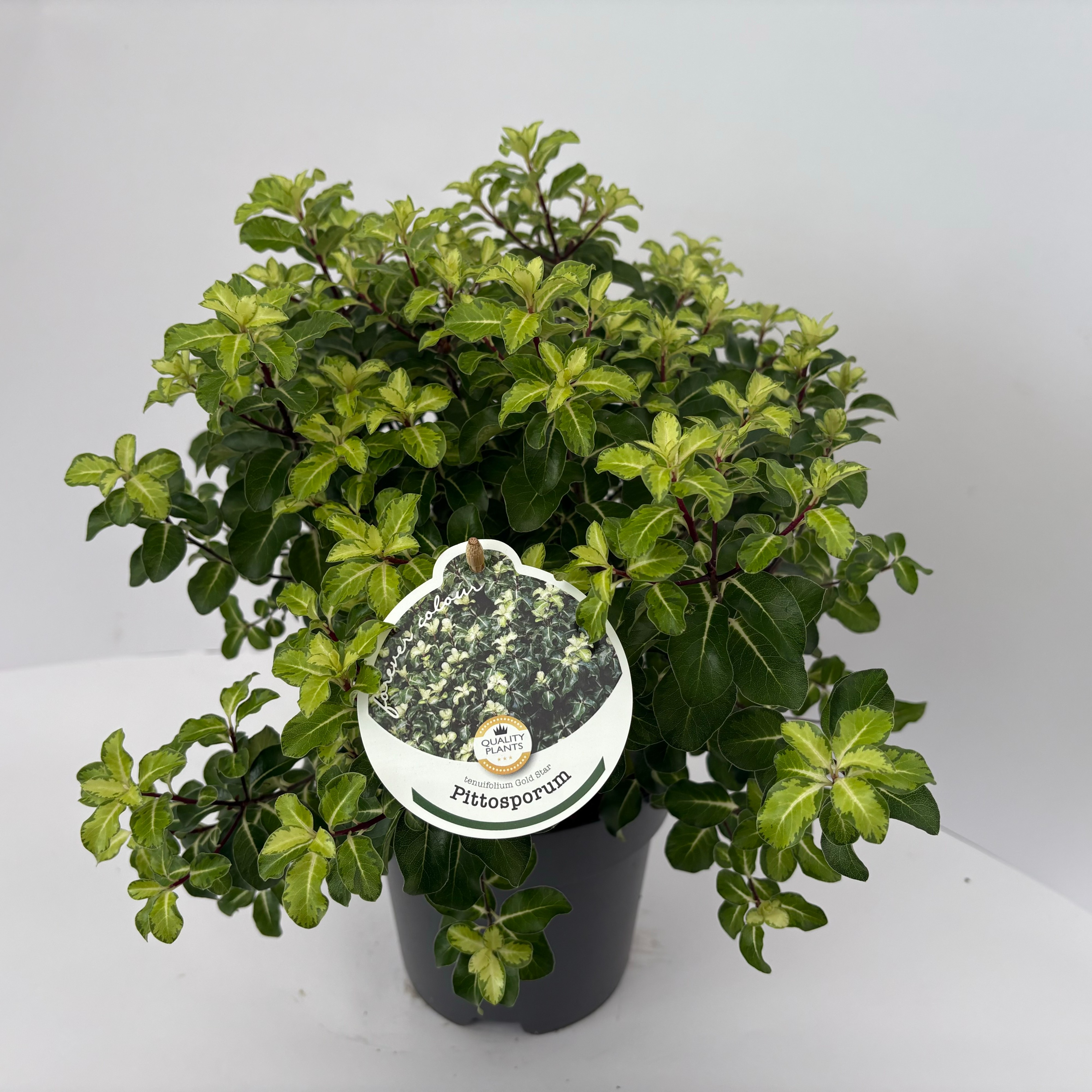 Picture of Pittosporum ten. Gold Star P17 (2 Ltr)