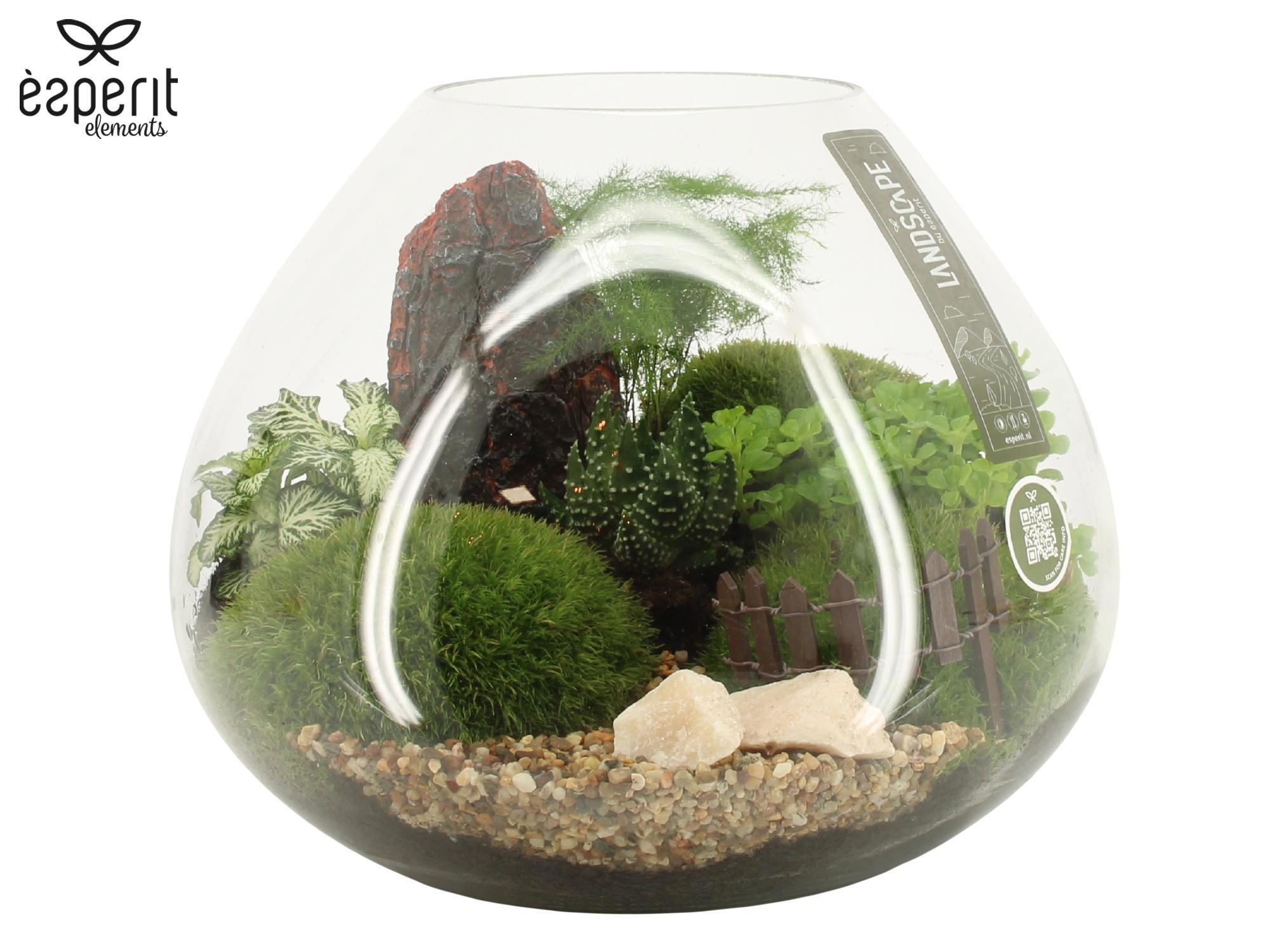 Arrangementen Zimmerpflanzen H% 90628 | Hamiplant
