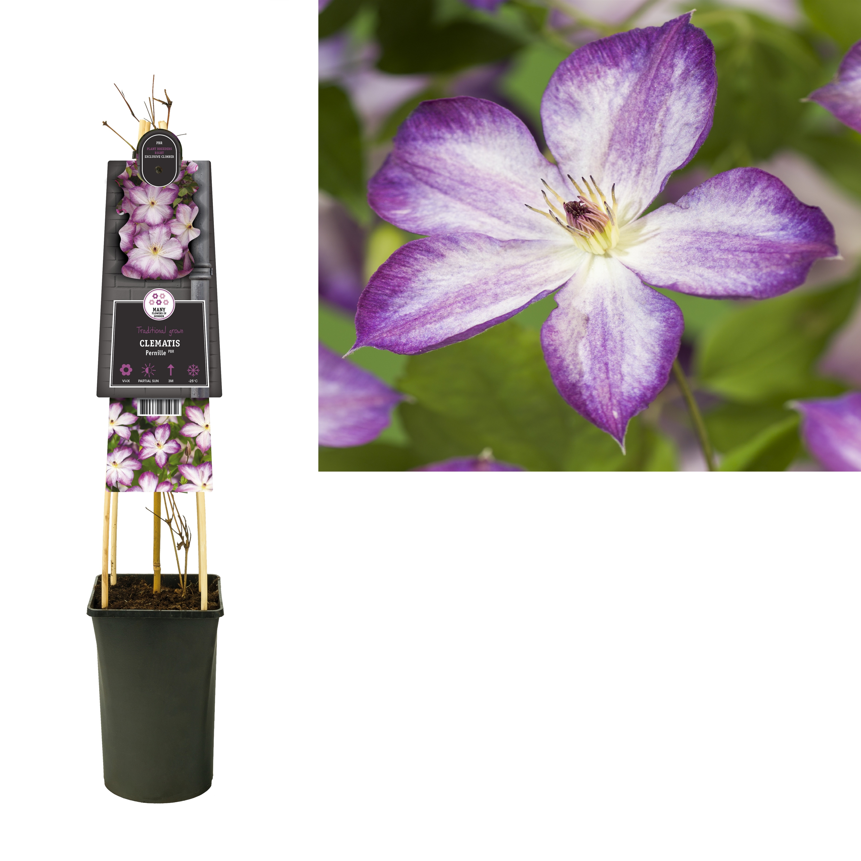 Picture of Clematis Pernille WK5 P17 (2 Ltr)