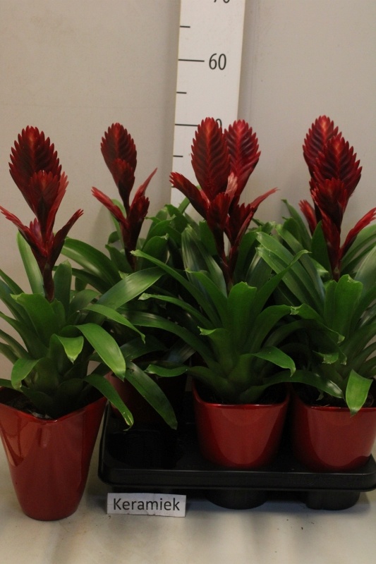 Bromelia Arrangem 6% 12Ø