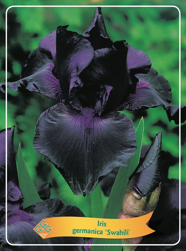 Picture of Iris germanica Mix 6x10 srt. per shelve P11