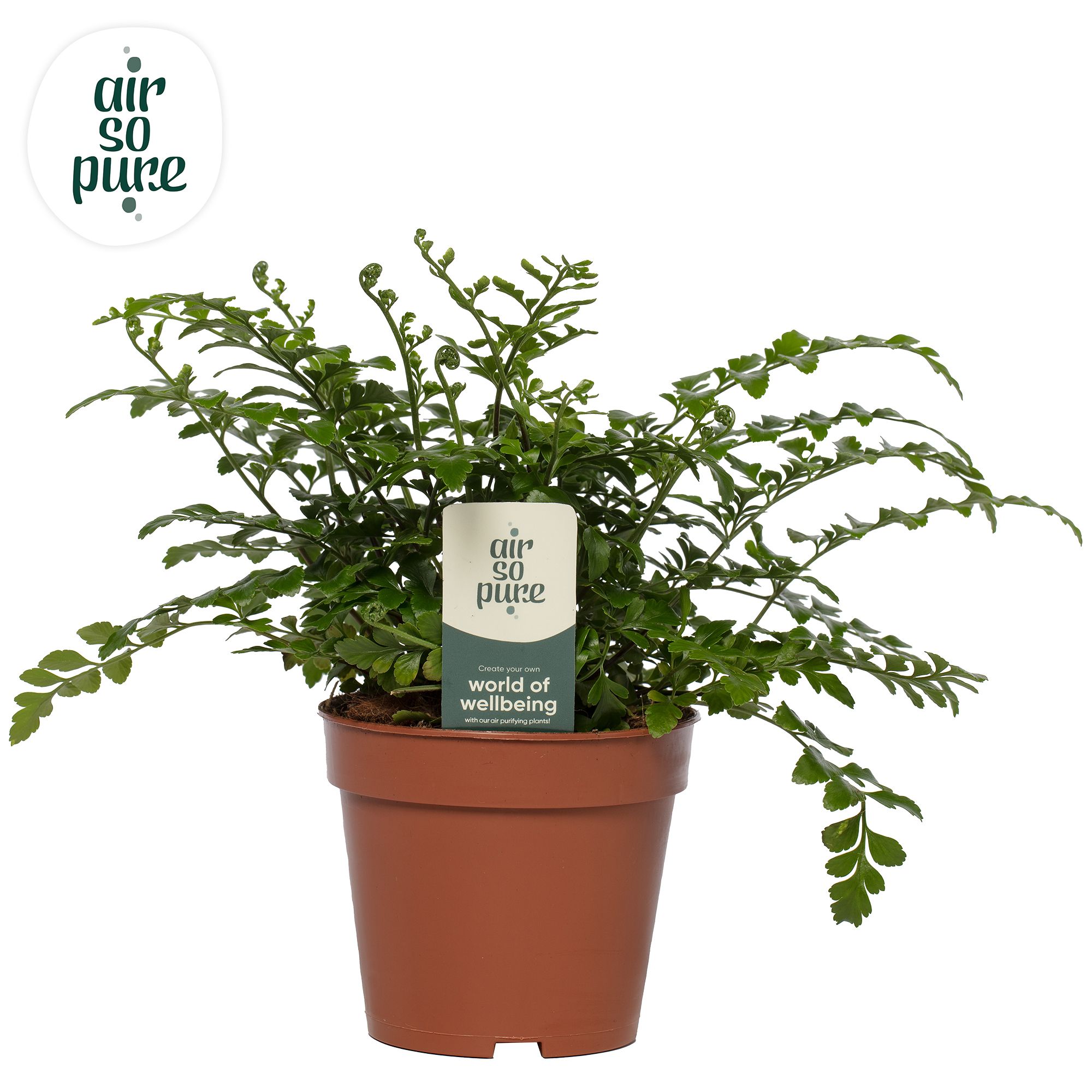 Asplenium parvati - Air So Pure