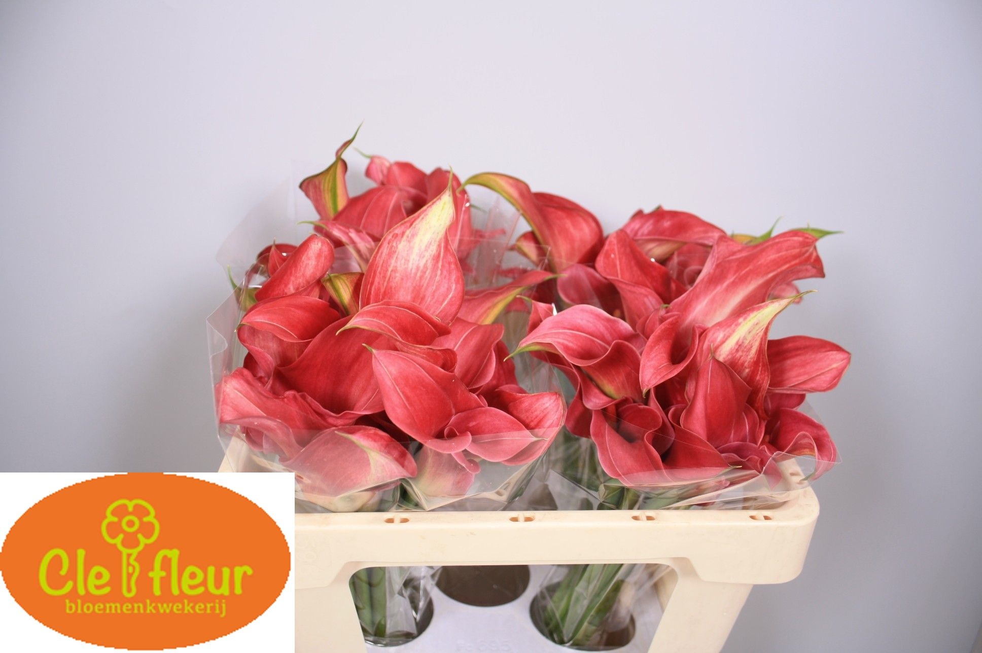 Calla Claudia 50cm
