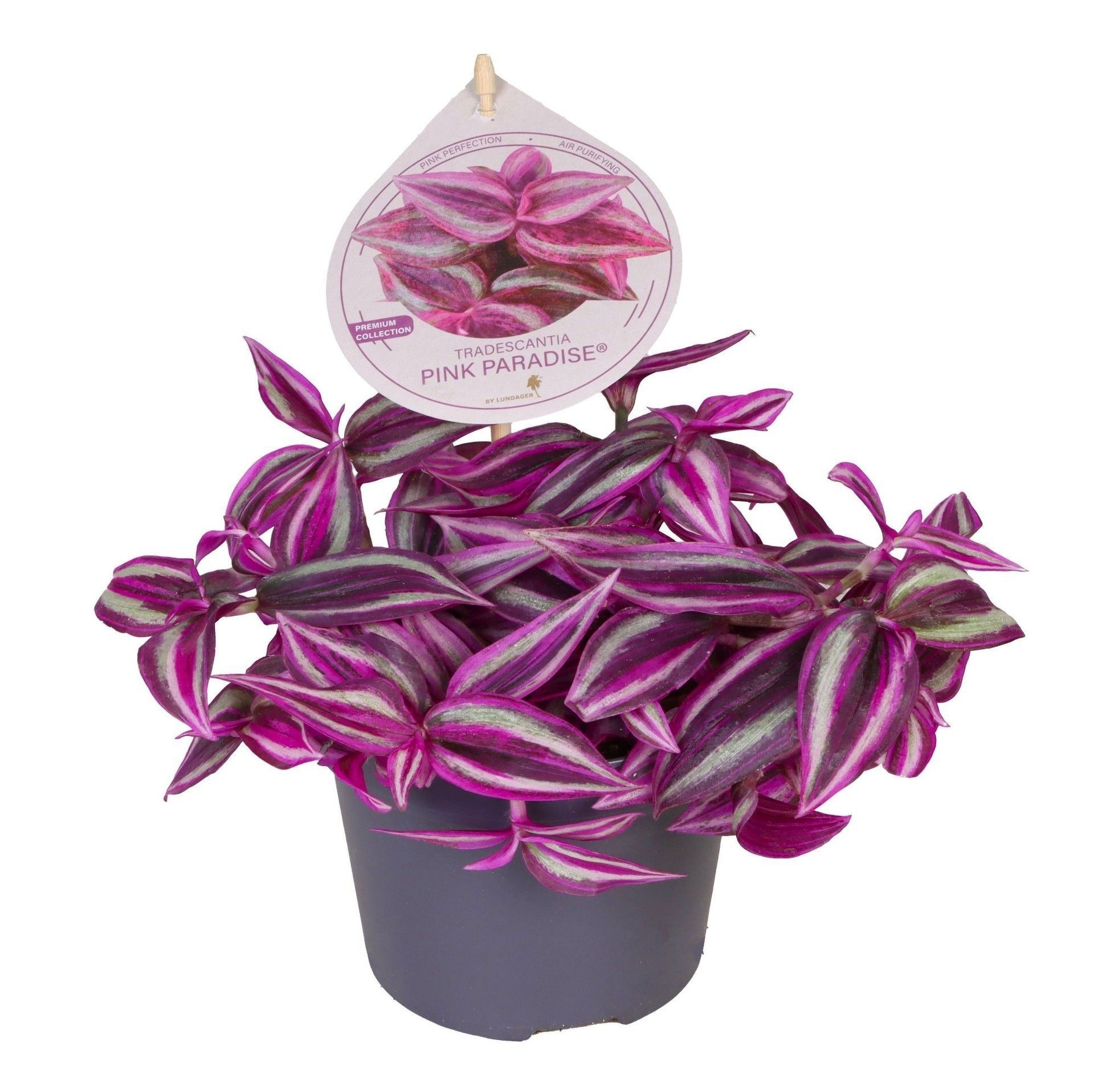 Tradescantia Pink Paradise BL1®