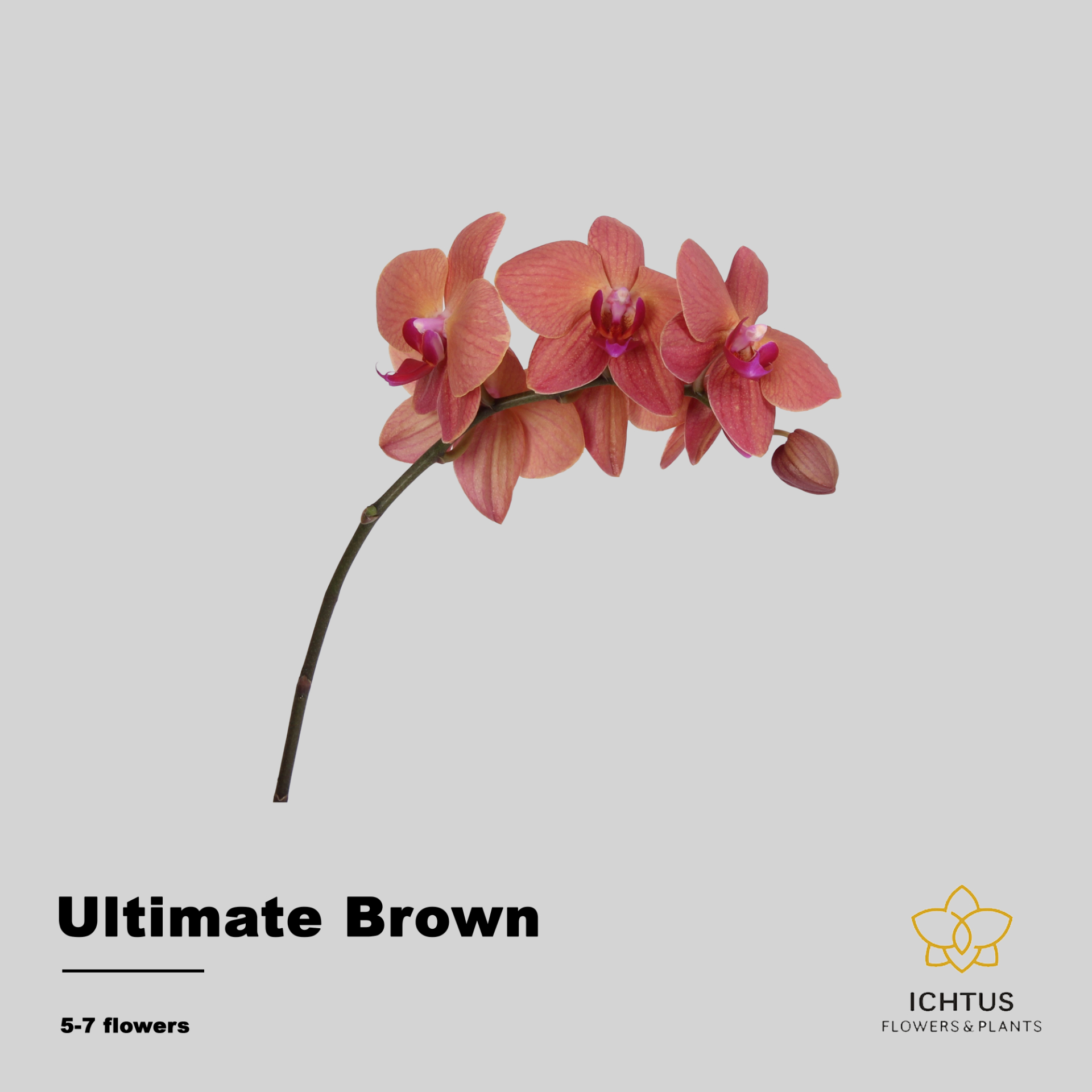 Phal Ultimate Brown Tak 5-7