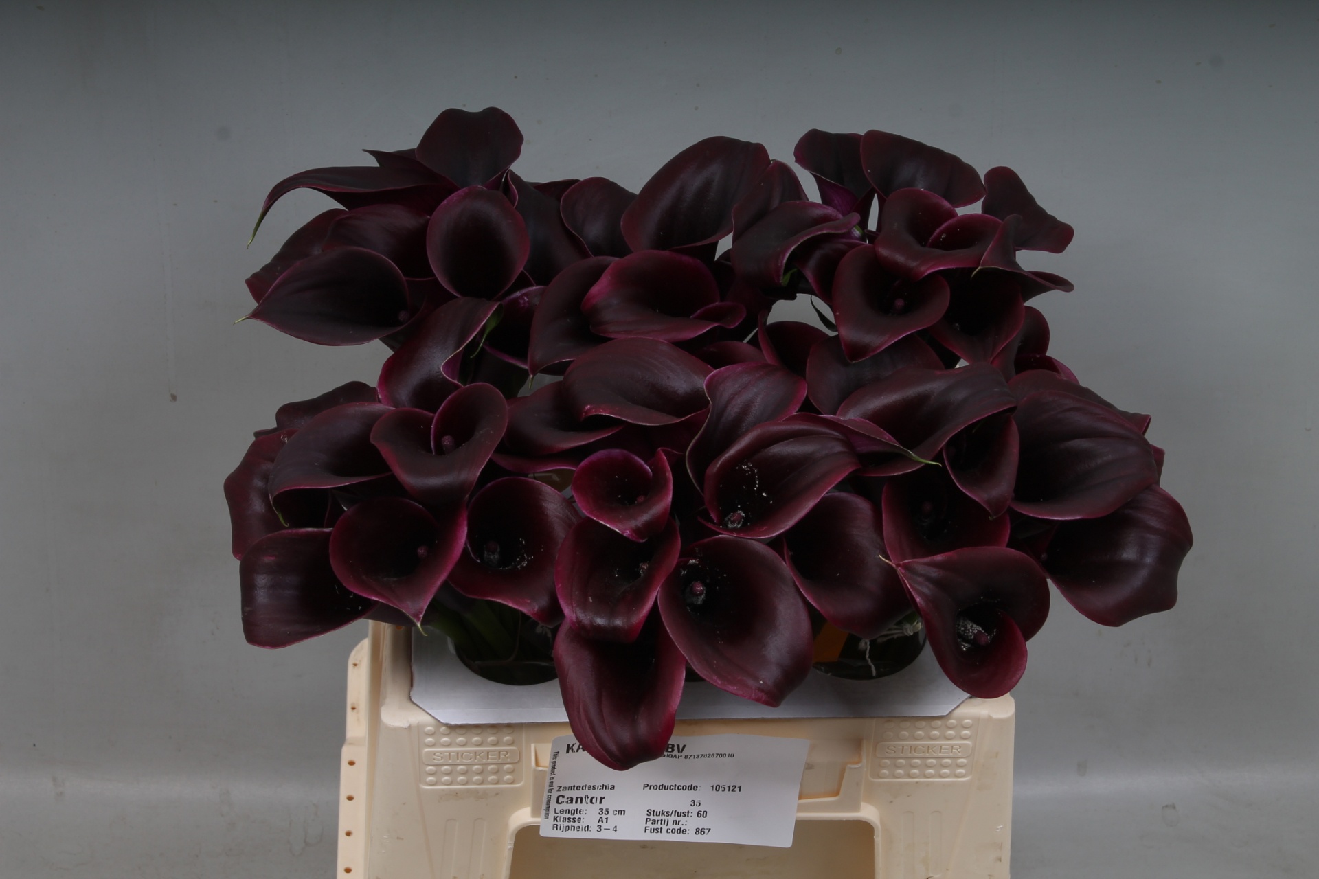 Calla Cantor 35cm