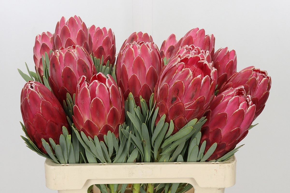 Protea Venus 60cm
