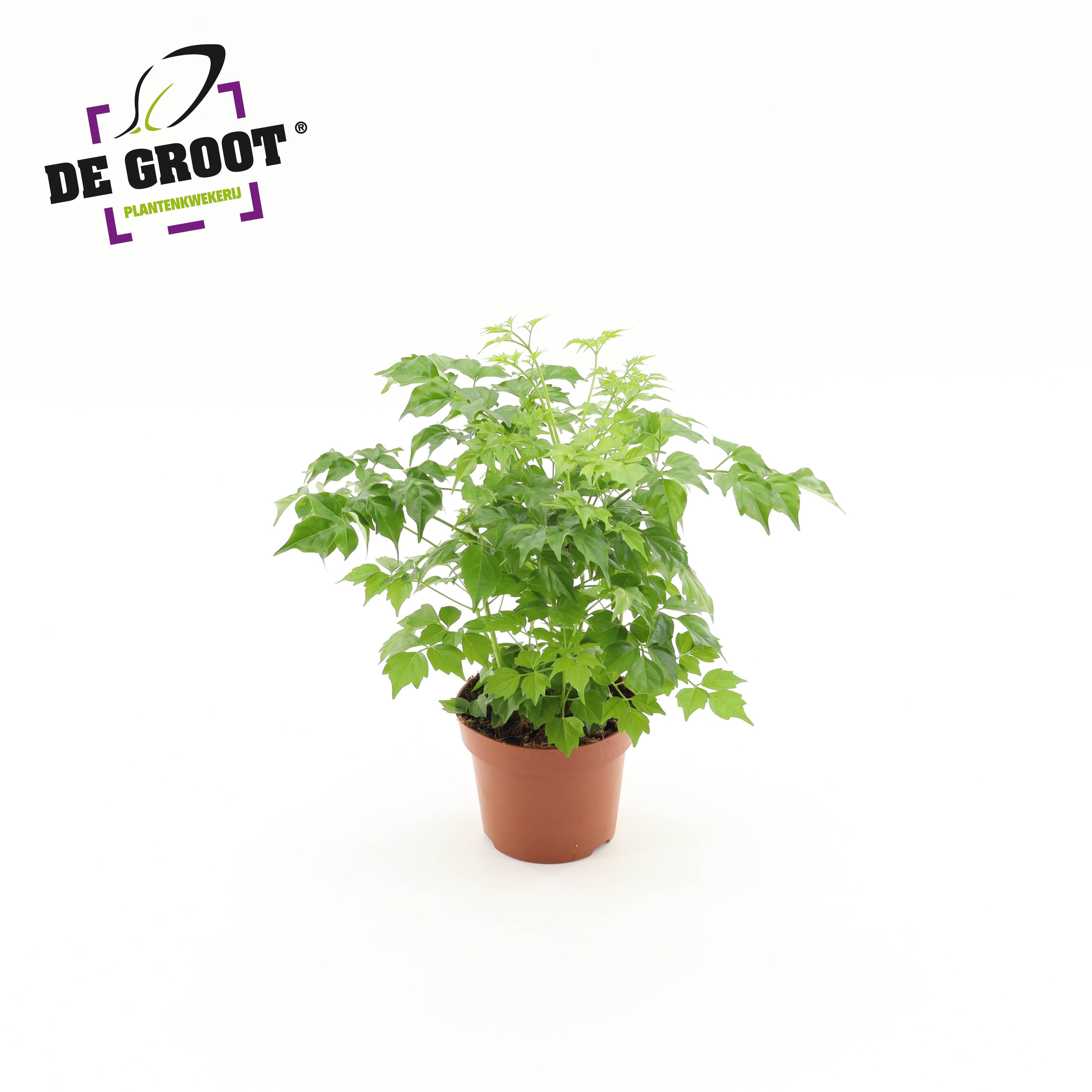 wespen power spray compo ARDAP Pro Wespen Powerspray, 400 ml main image 1