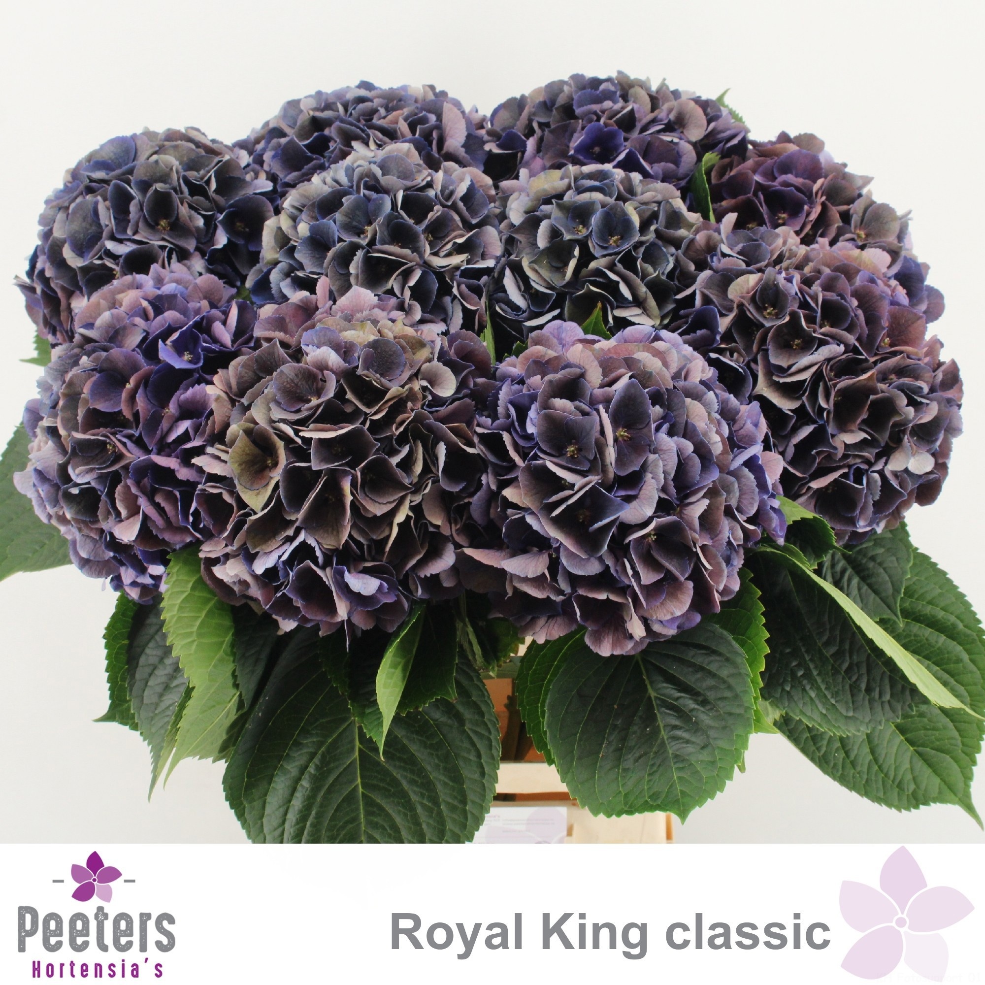 Hydr M Royal King Cl
