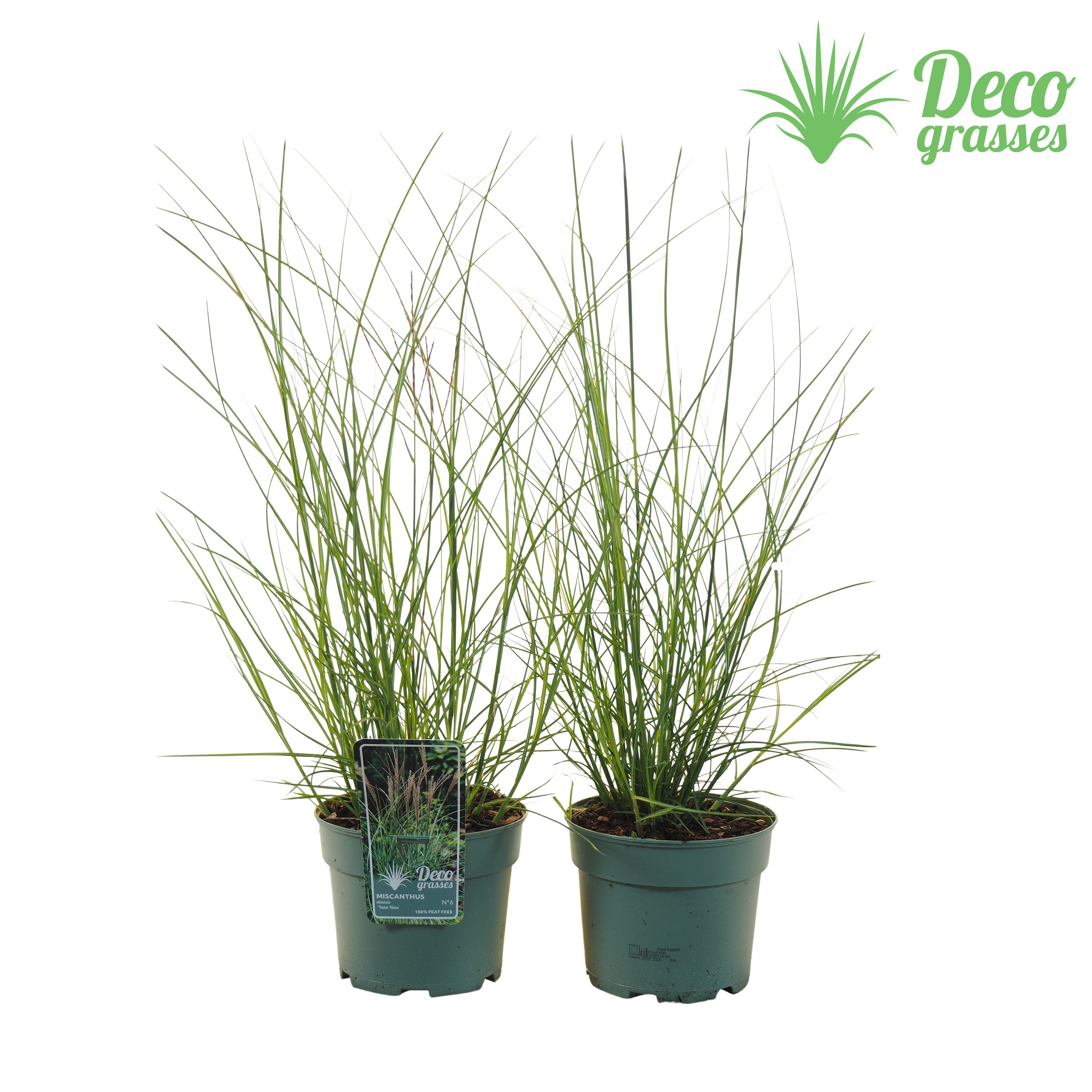 Picture of Miscanthus sinensis Yaku Yima ( PEAT FREE ) P19 (3 Ltr) (LOOSE)