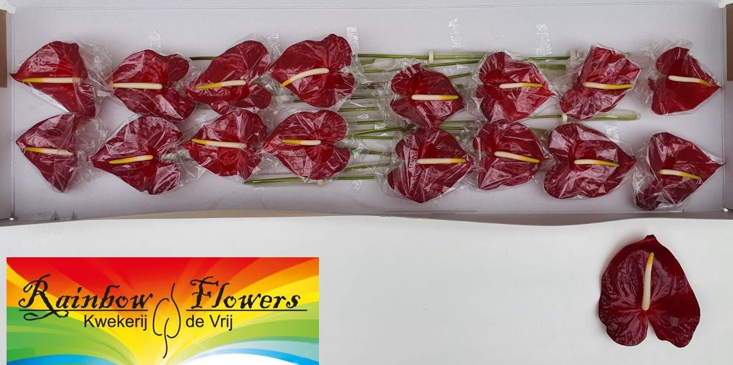 Anthurium Galaxy 11Ø