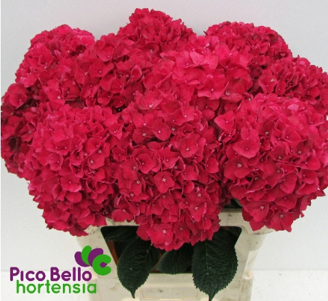 Hydrangea Ruby Red 80cm 18Ø